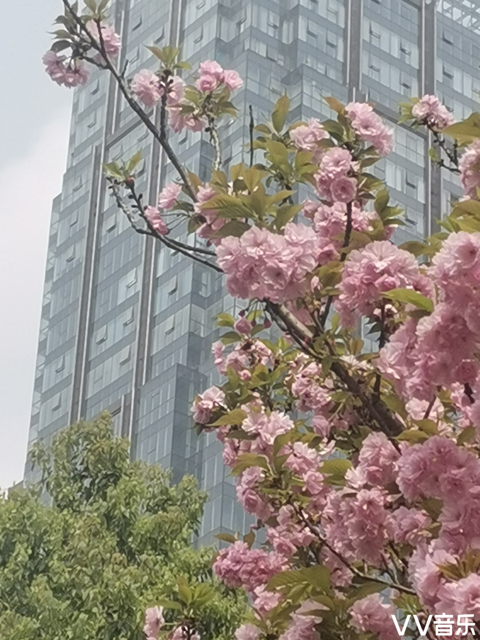 湿地公园樱花美