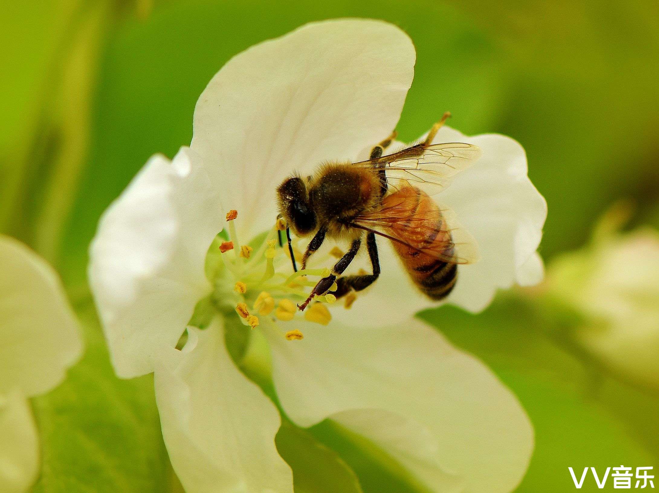 春天里的蜜蜂