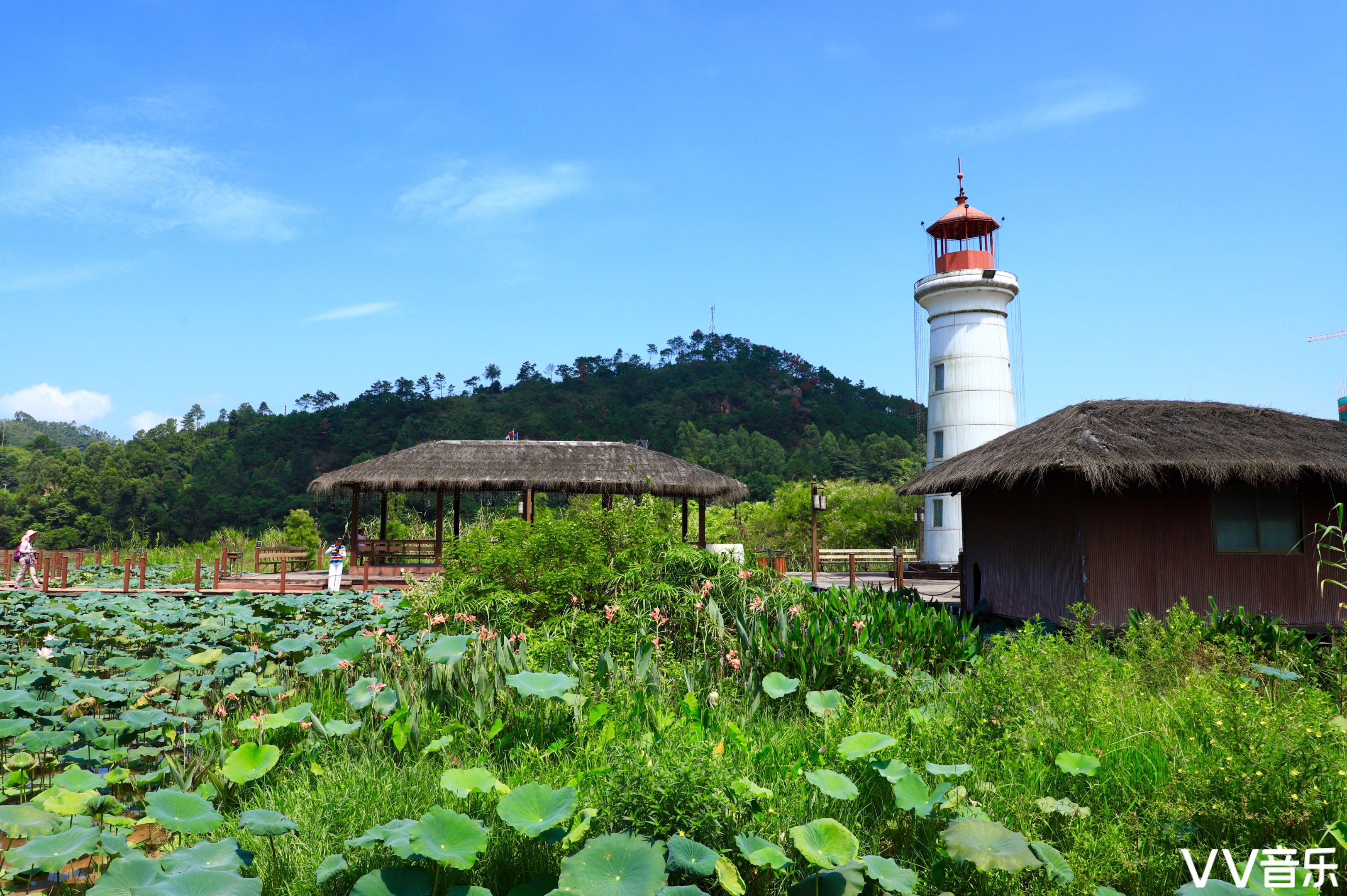 阳光明媚的鹤鸣洲湿地公园