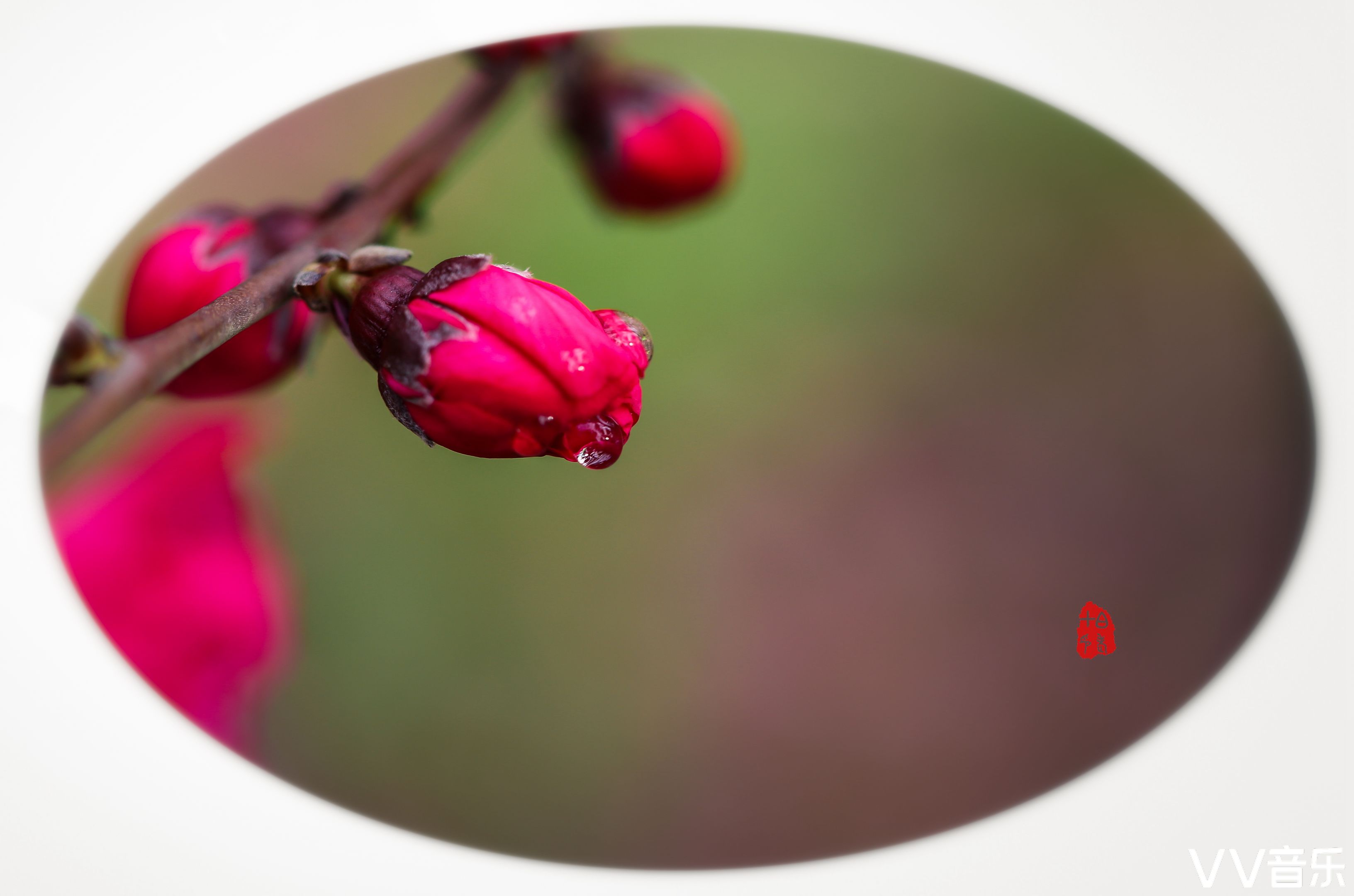 一花一世界