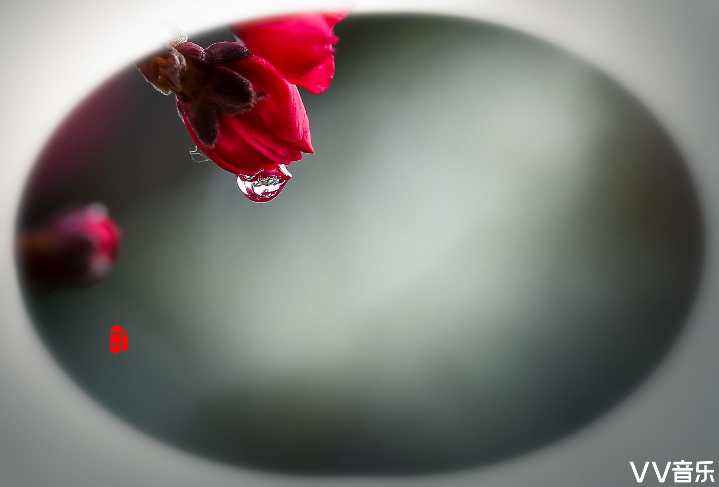 一花一世界