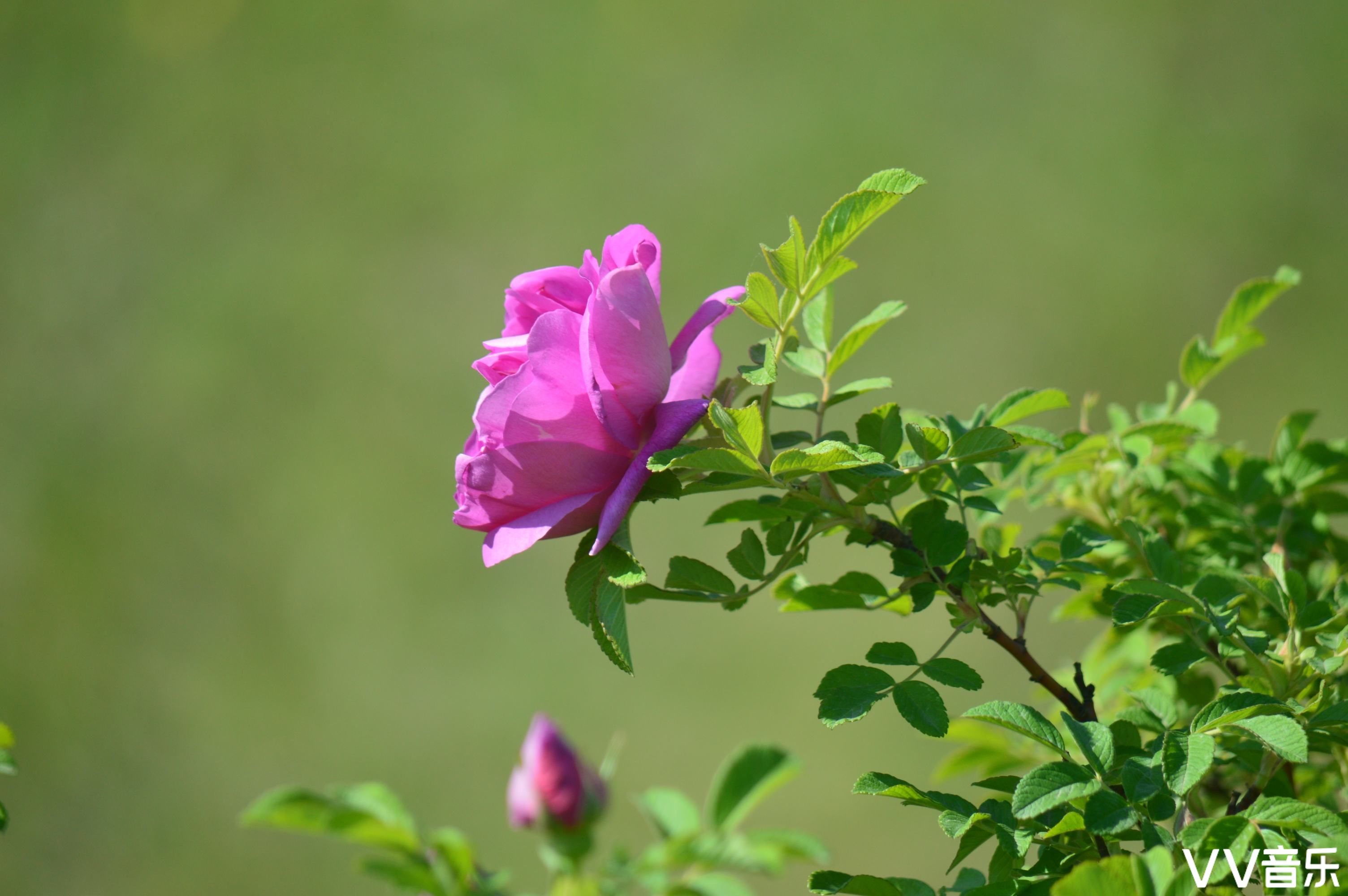 蔷薇花