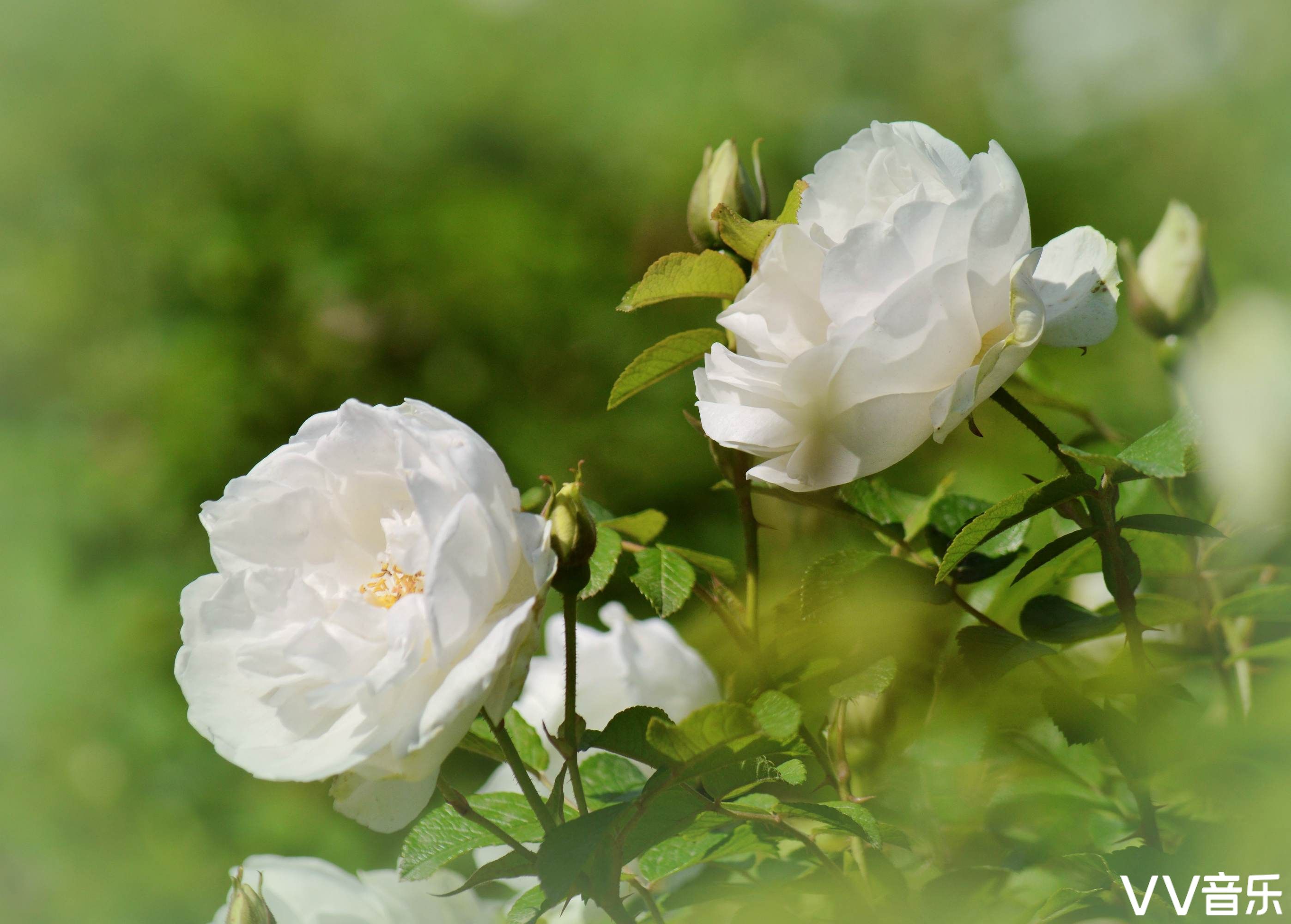 蔷薇花