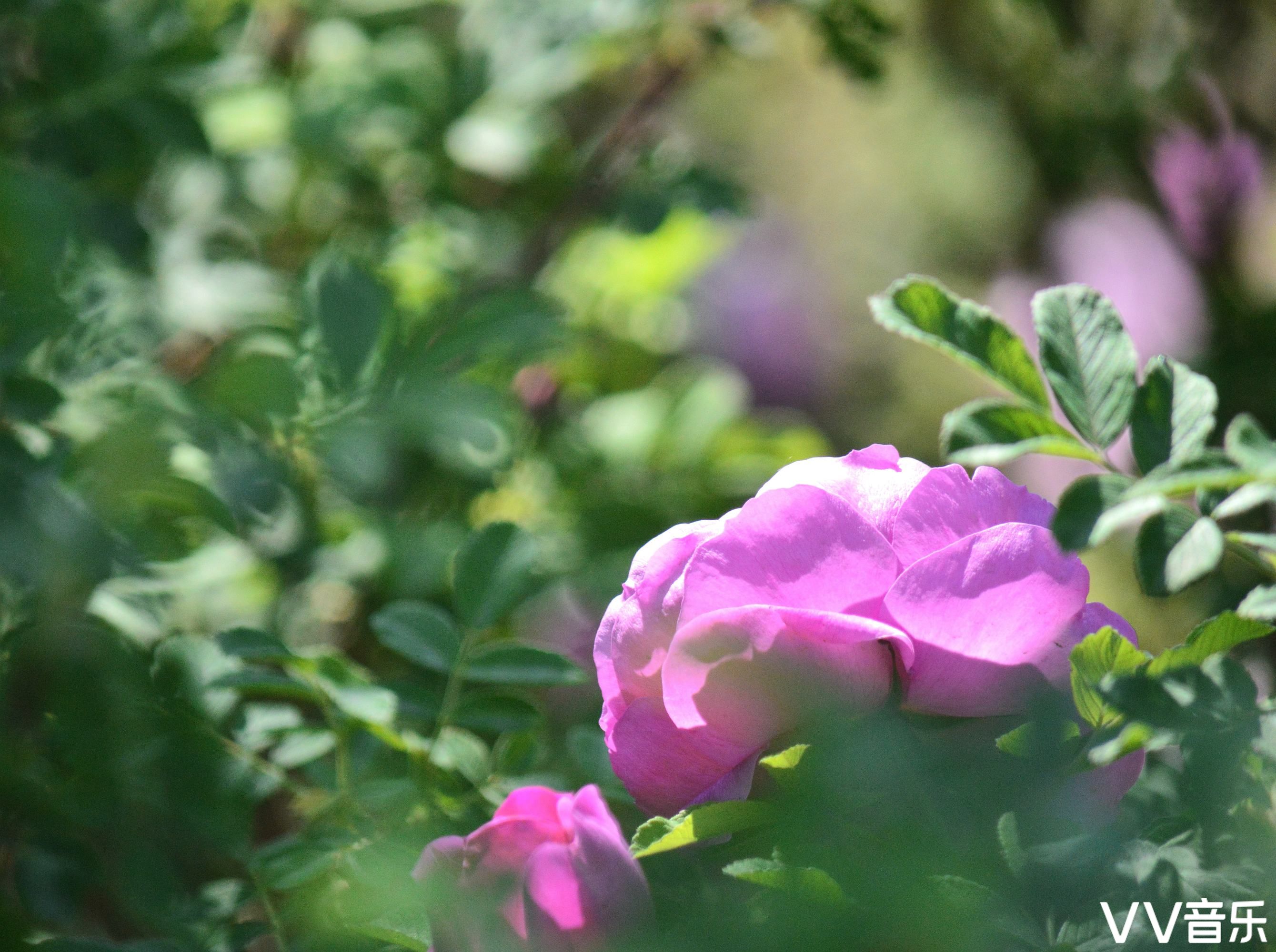 蔷薇花