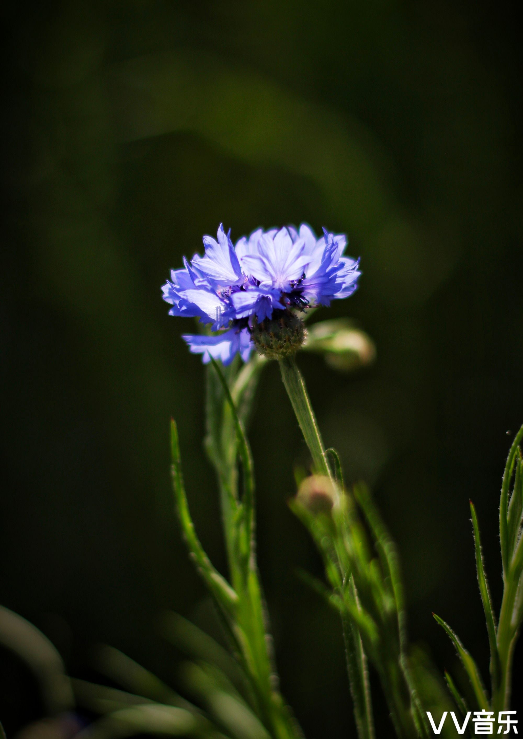 矢车菊