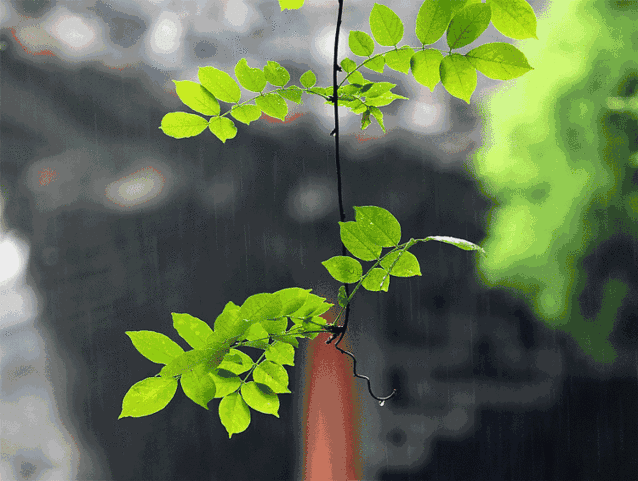 灯火未眠, 长街上,屋檐下有梦飞起 ③ 《空巷子》 门槛斑驳,窗棂无语