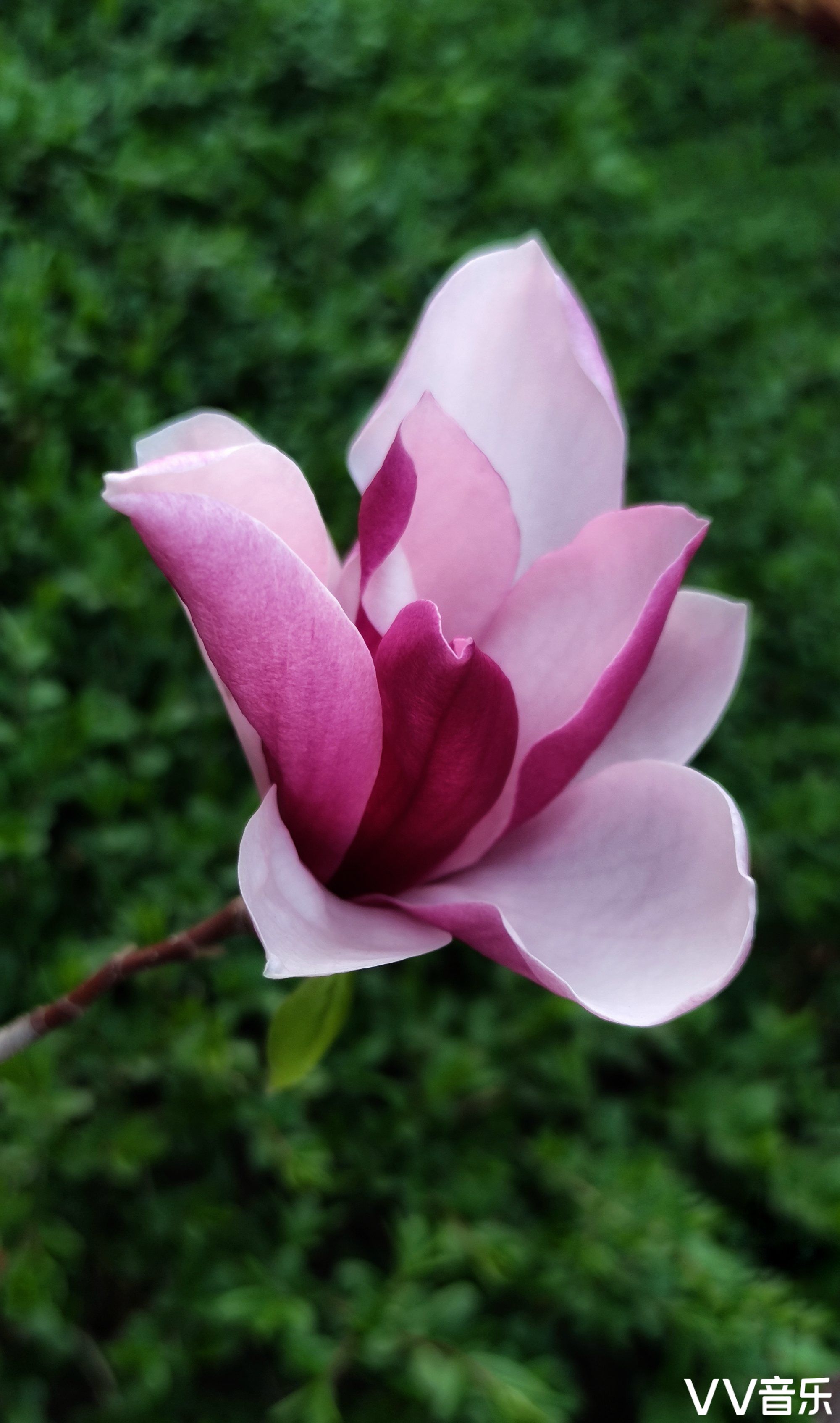 玉兰花