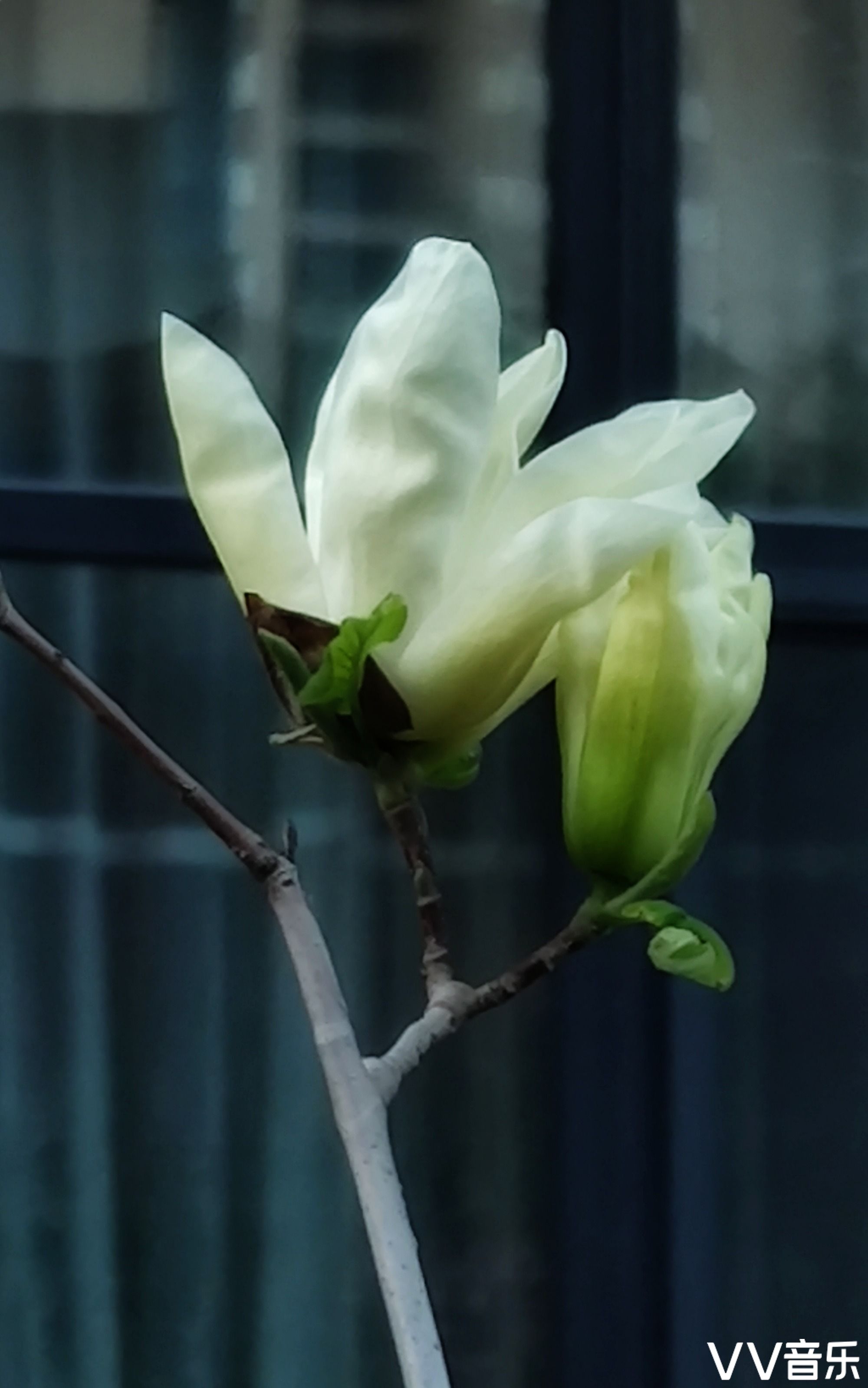 玉兰花