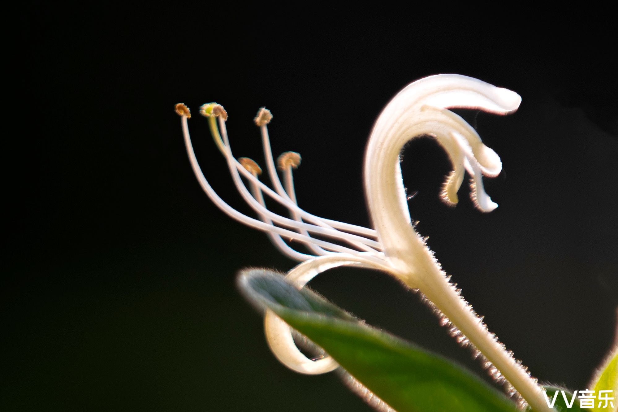 《金银花》