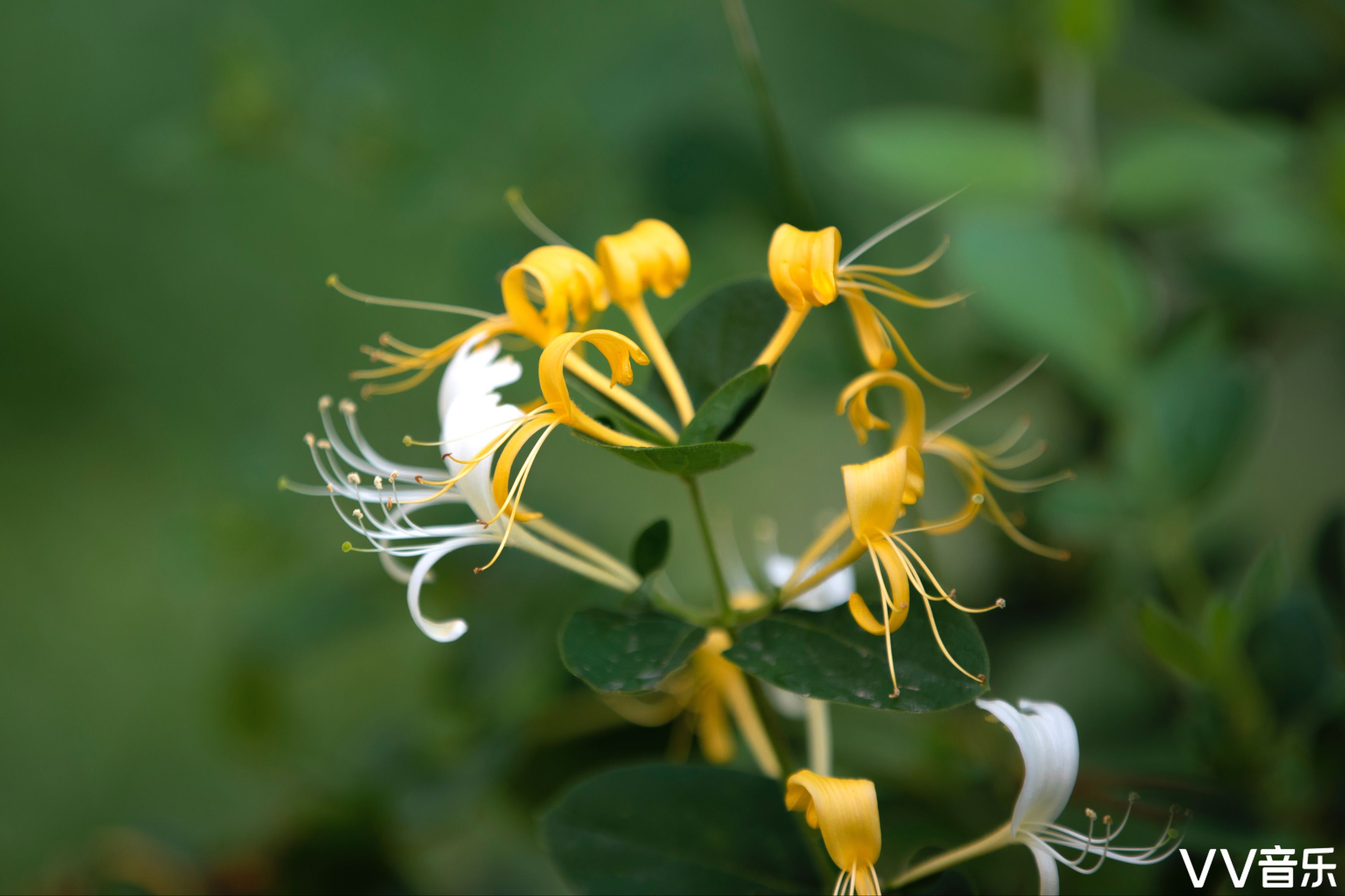 《金银花》