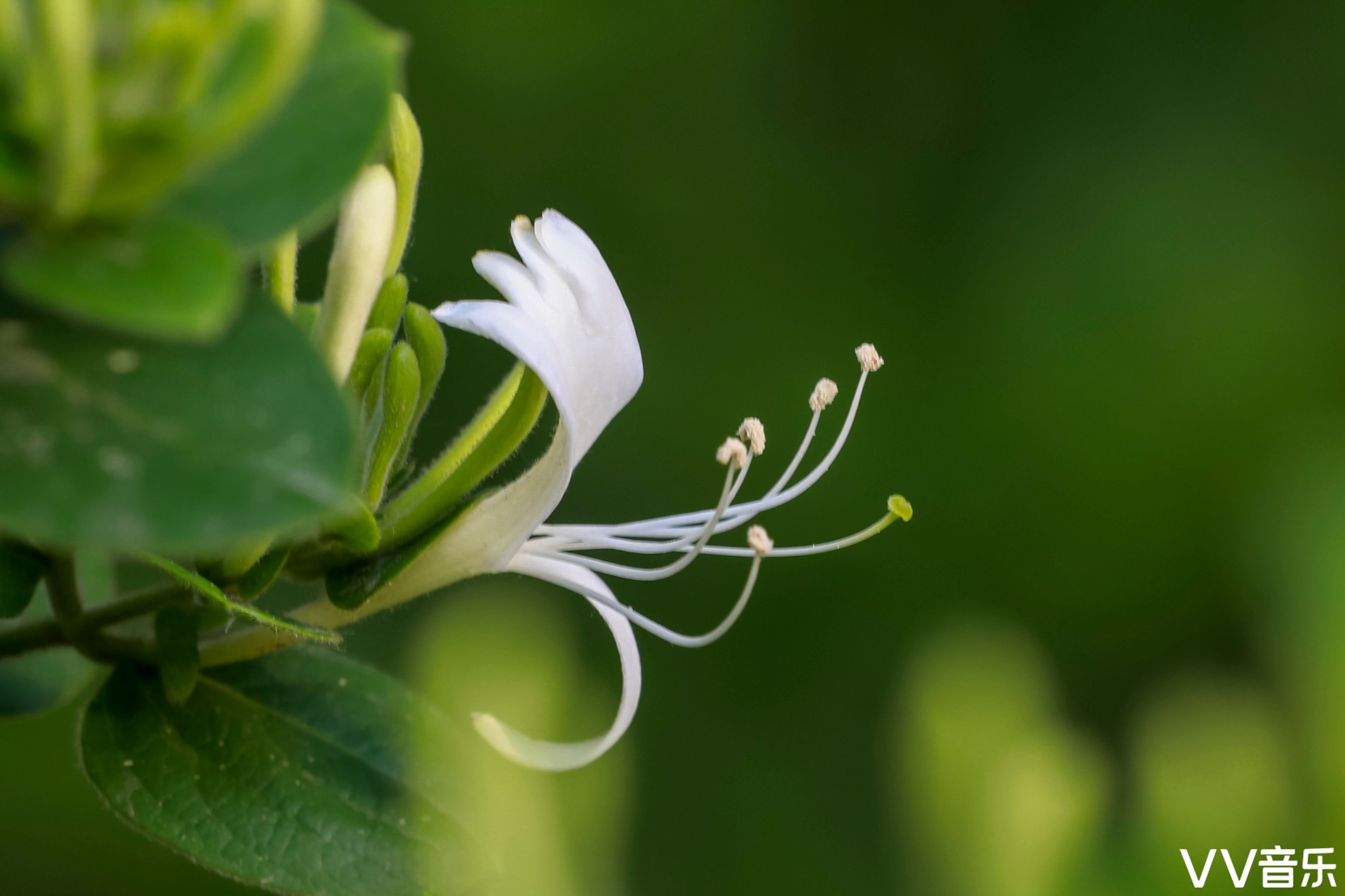 《金银花》