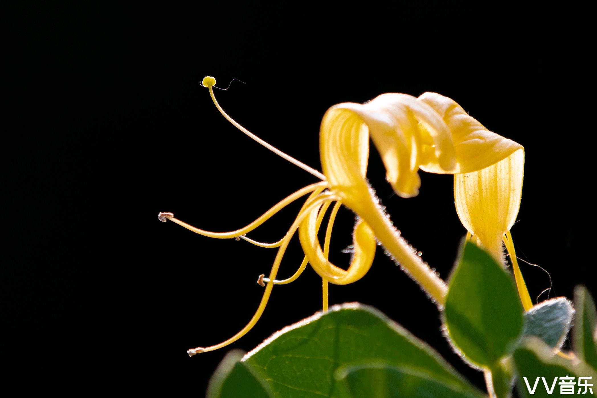 《金银花》