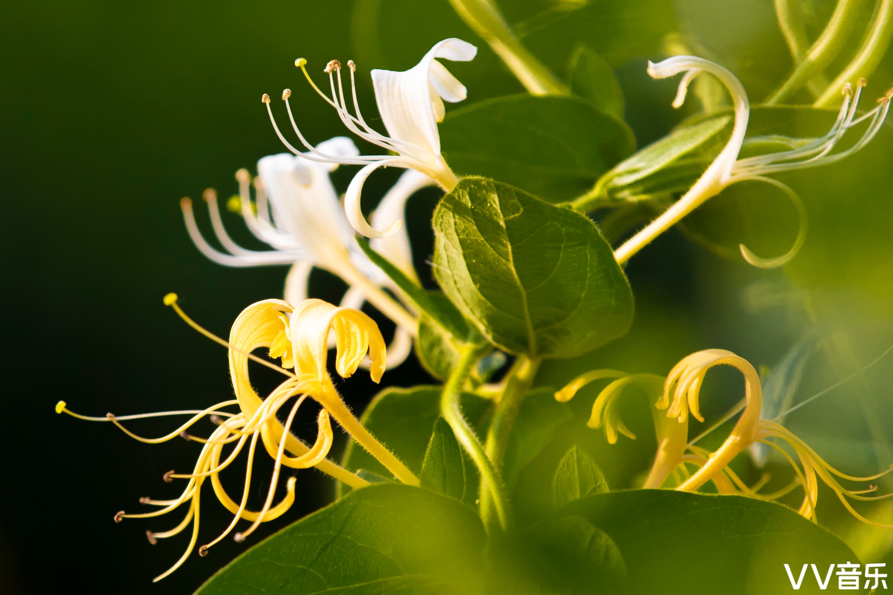 《金银花》