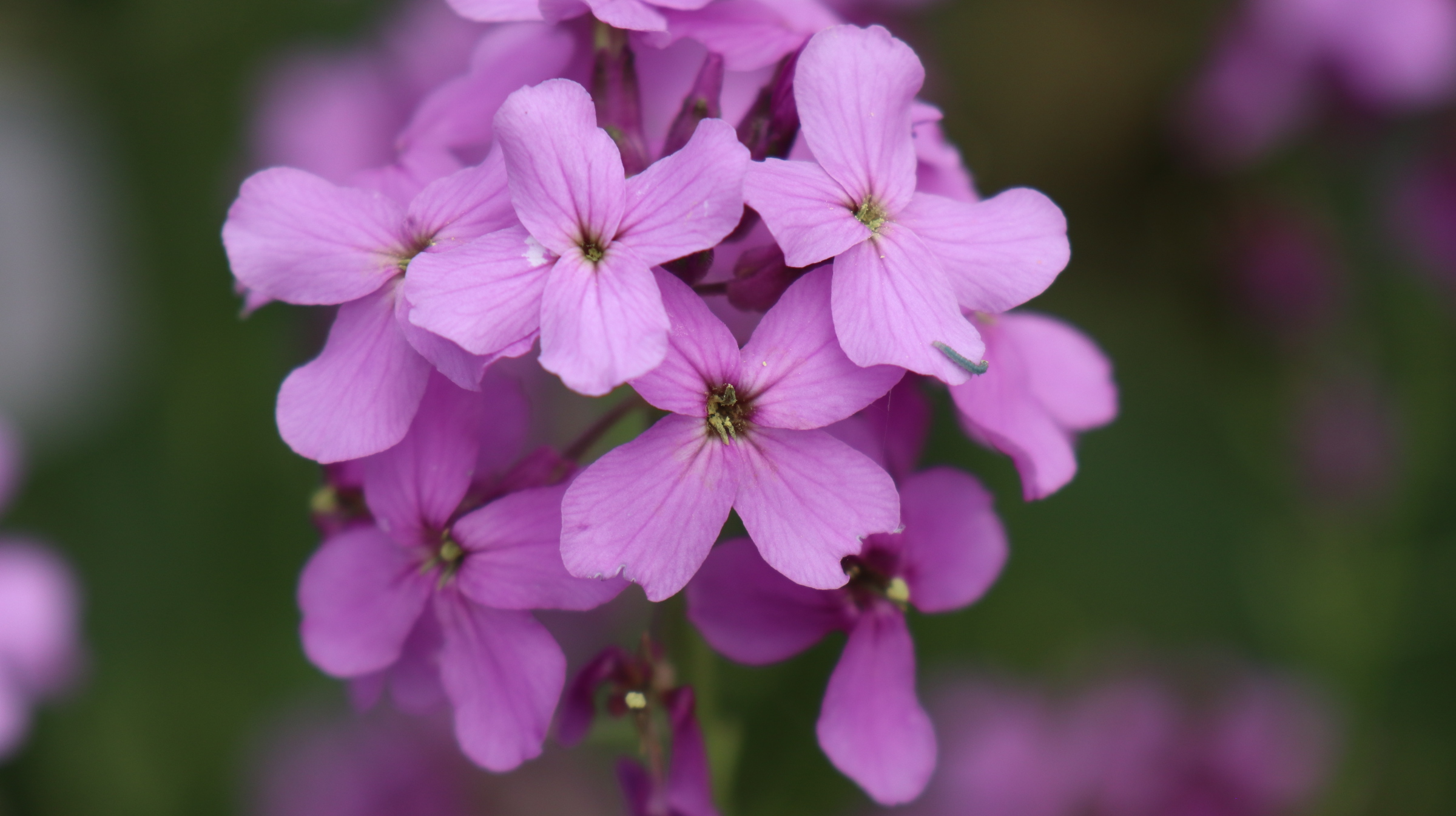 【首发】花旗杆