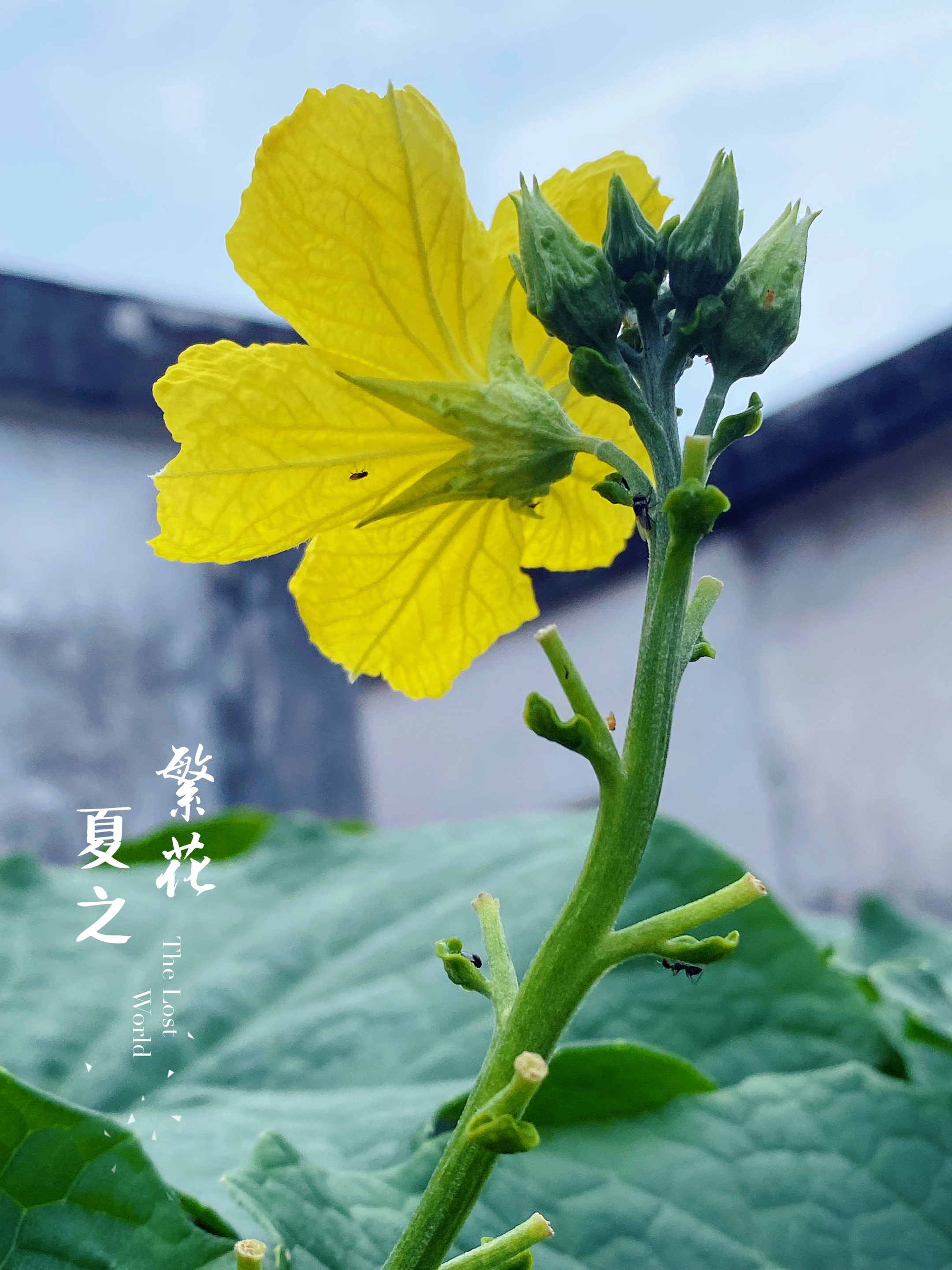 【首发】丝瓜花