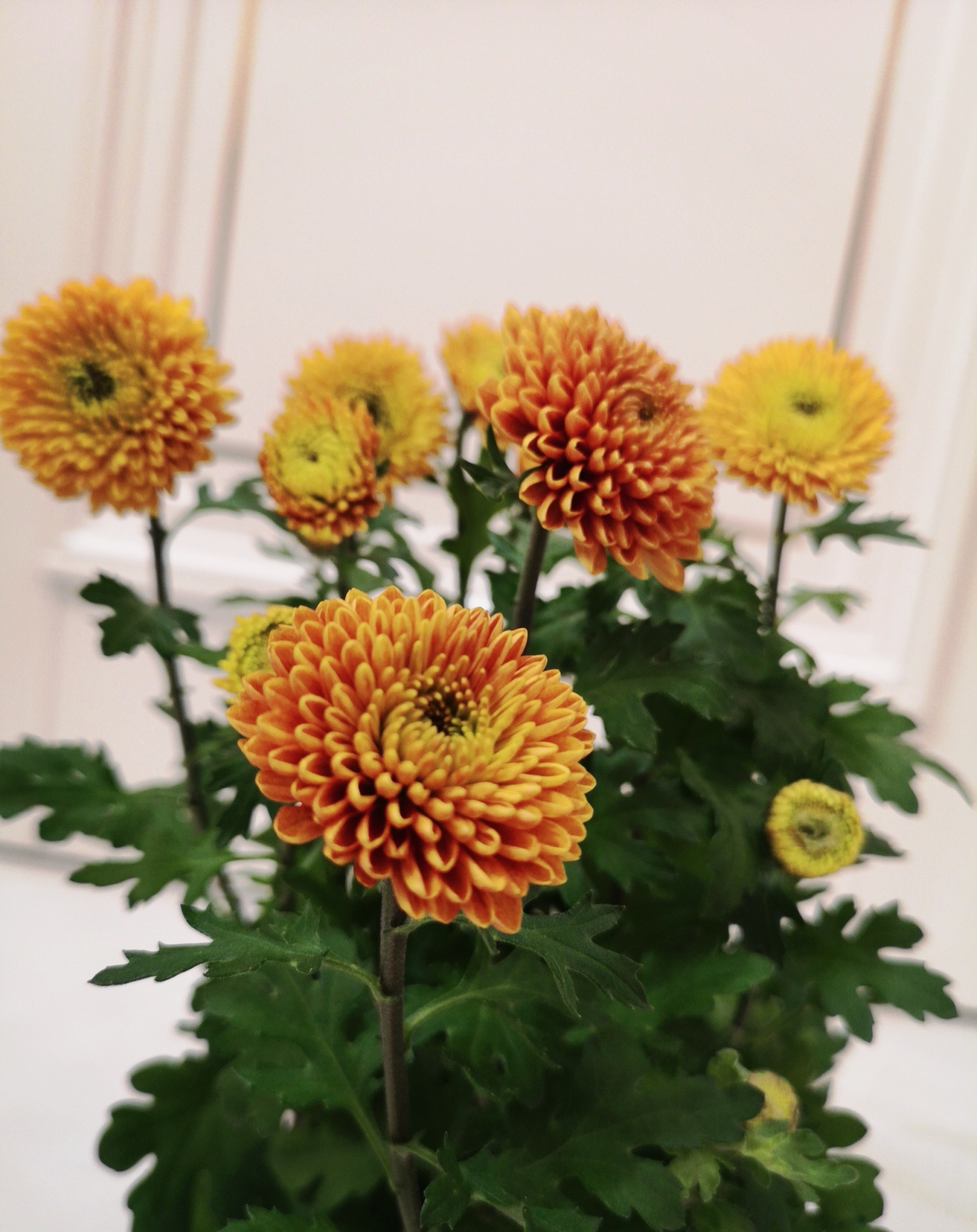 【首发】可爱乒乓菊