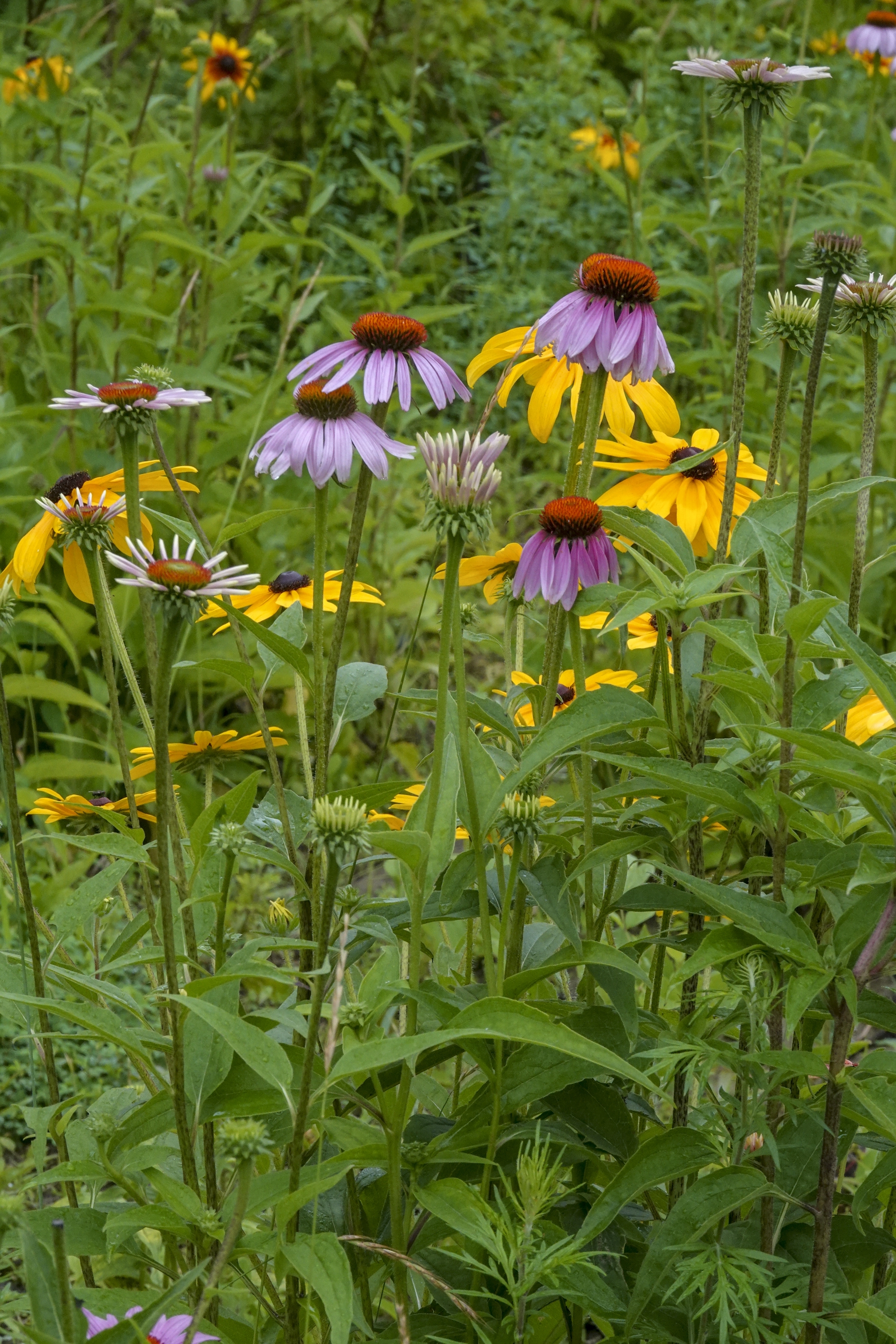 【首发】松果菊(二)