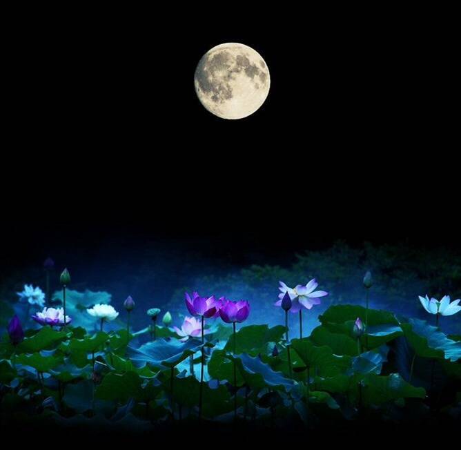 《兰韵》诗词《西江月》同题跟帖总第132期