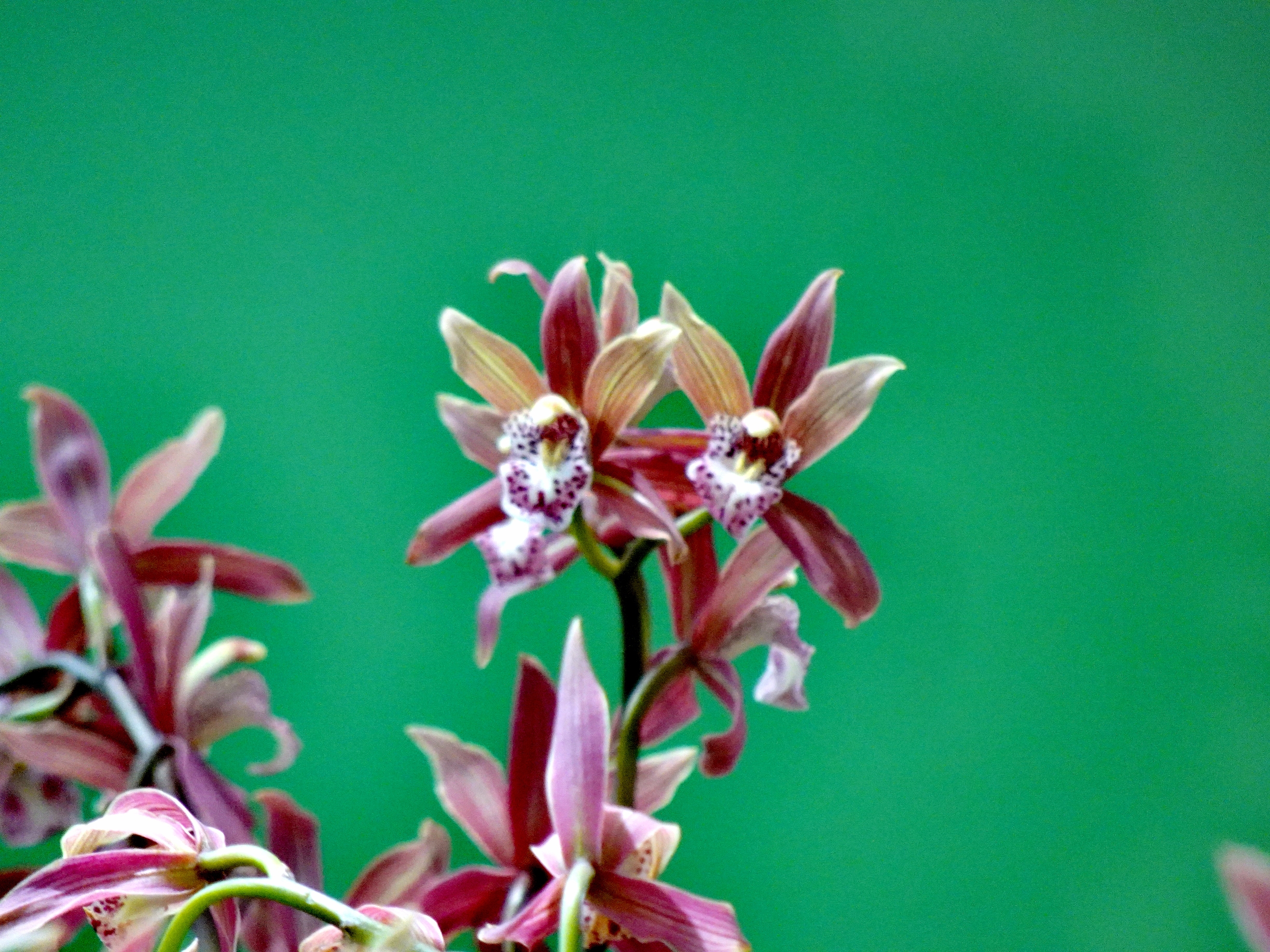 【首发】深谷幽兰