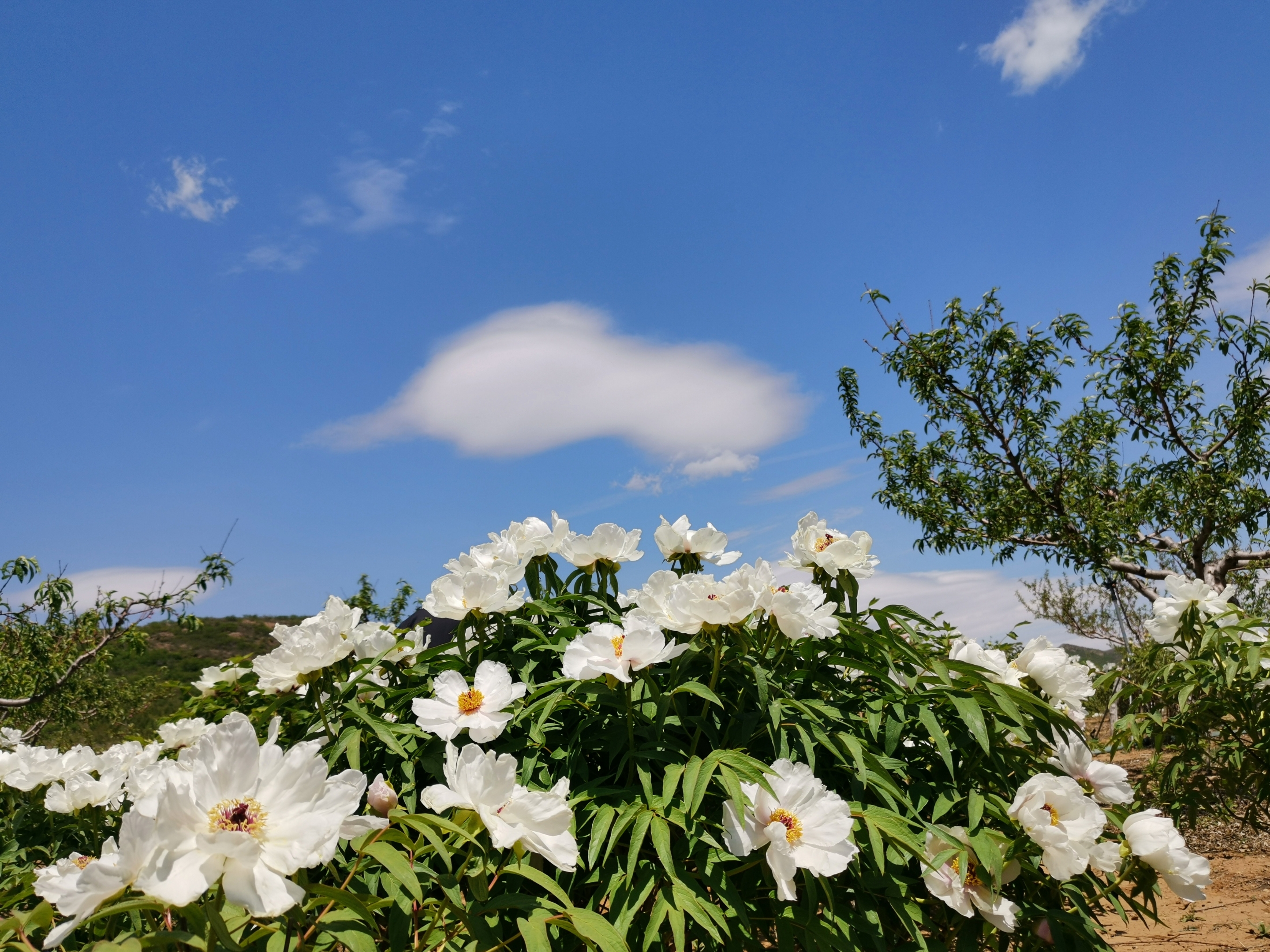 葫芦岛牡丹园图片