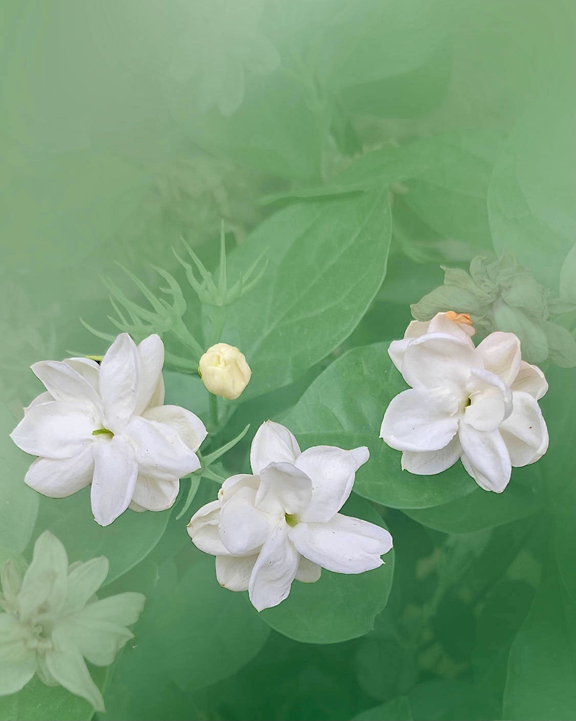 【首发】茉莉花