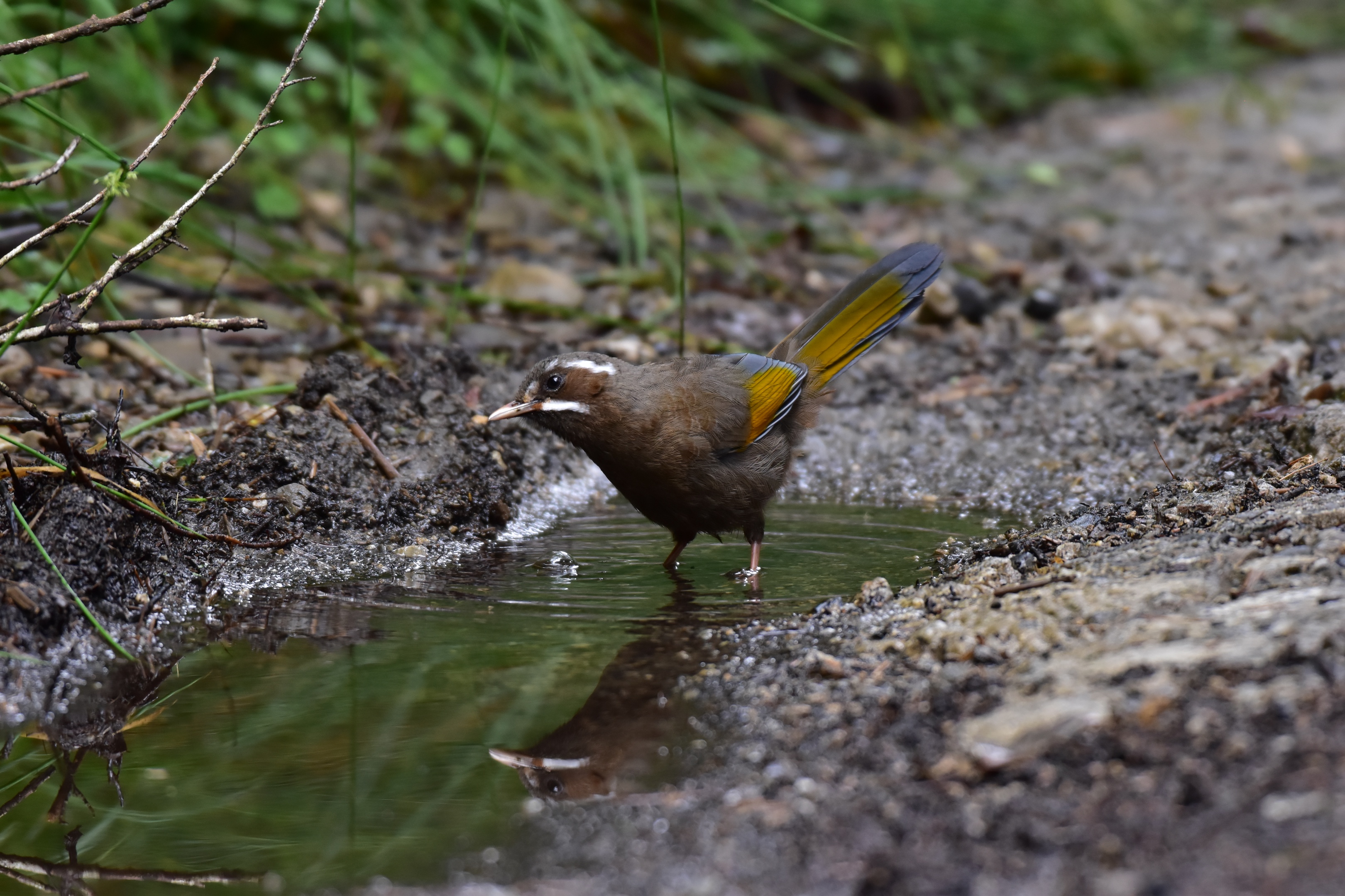 优雅的金翼白眉〔首发