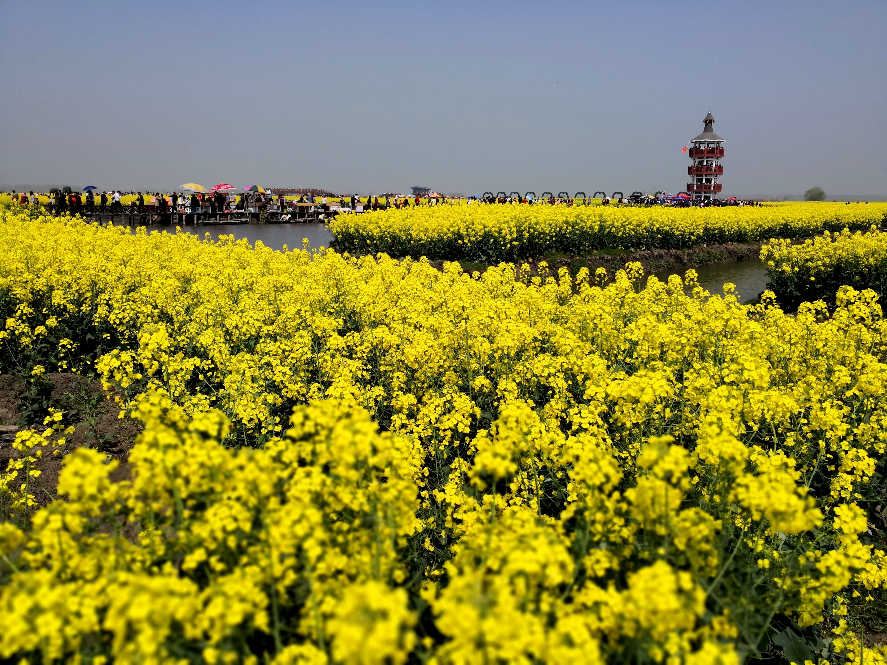 兴化千垛水上油菜花田风情美如画