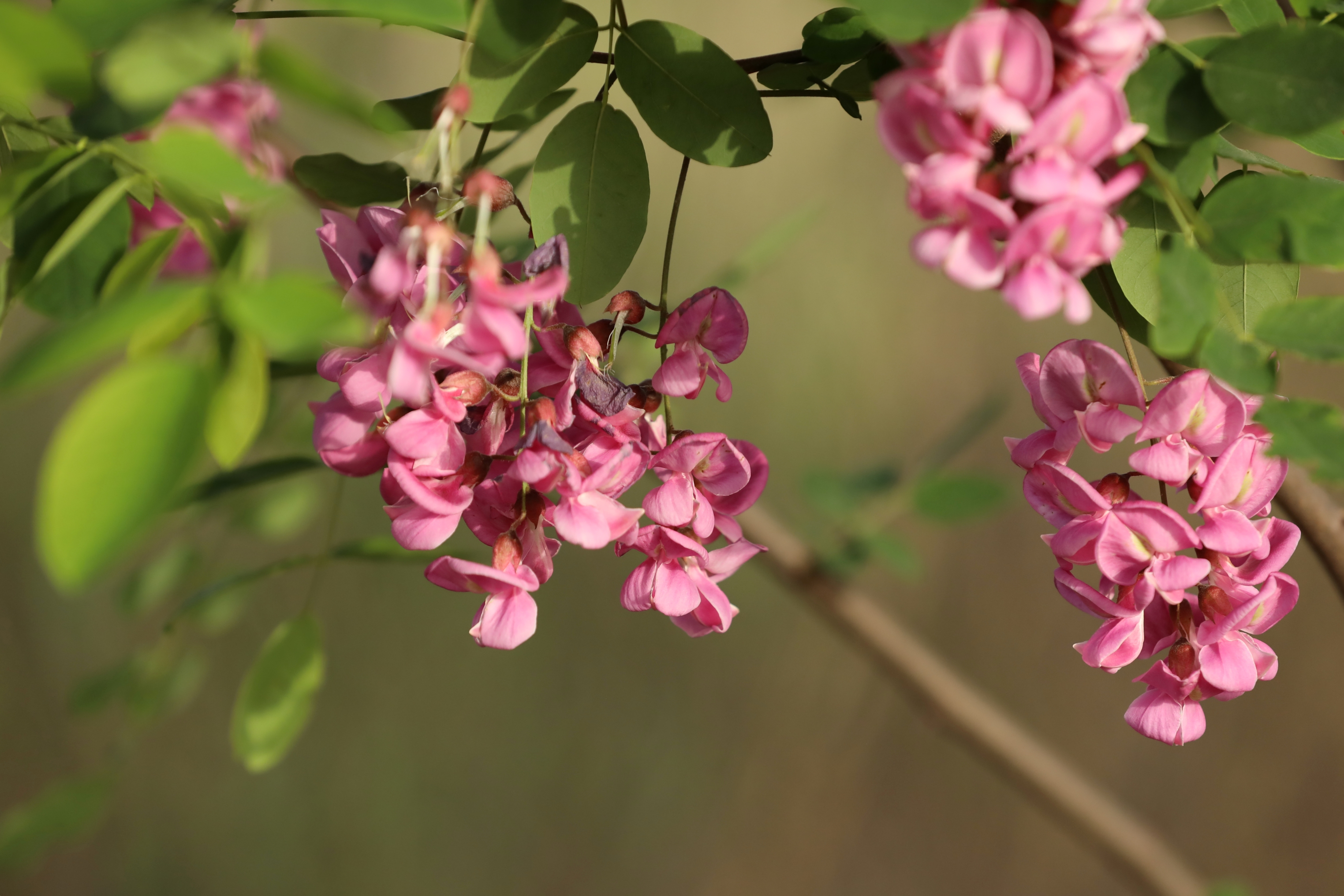 【首发】香花槐开时我想你