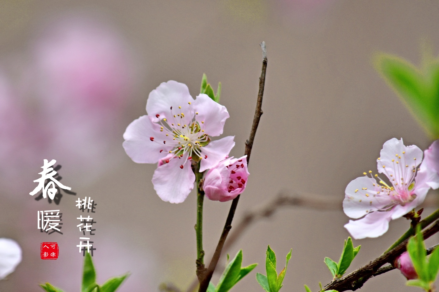 【首发】桃花开在三月天