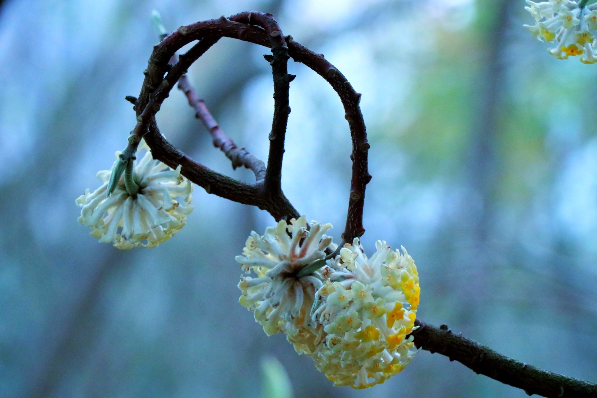 【首发】结香花(二)