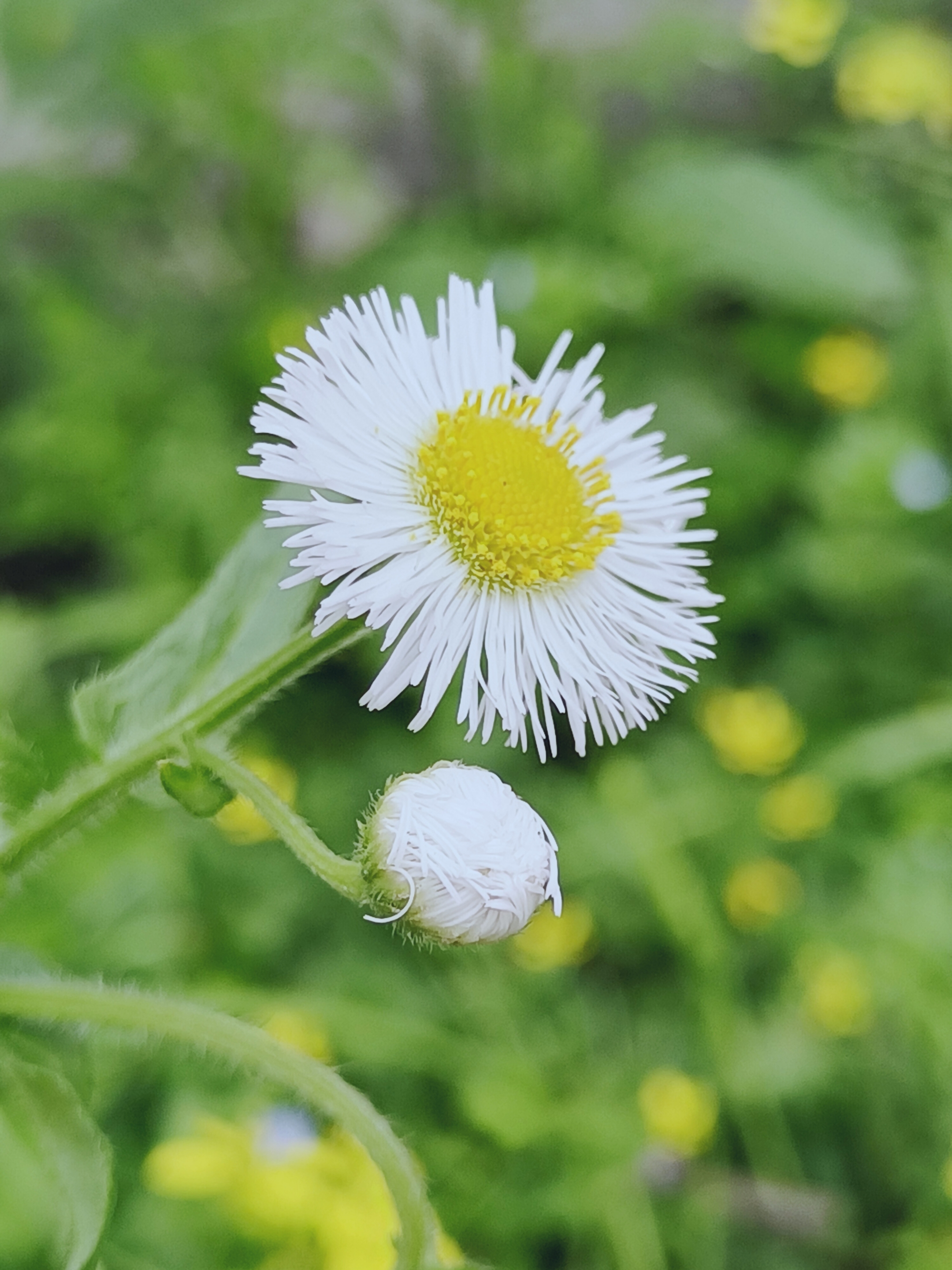 【摄影首发】春飞蓬