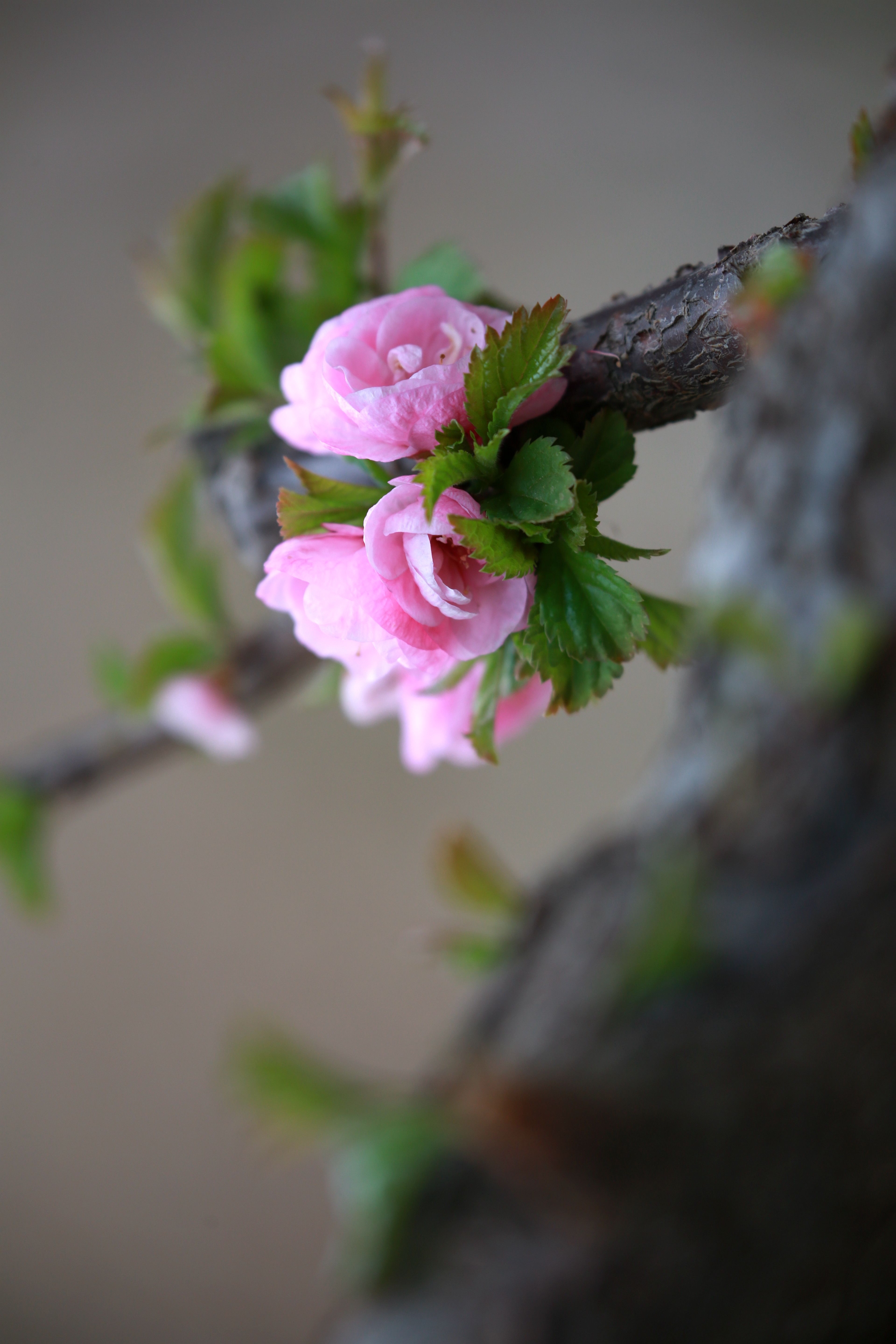 春天里的榆叶梅