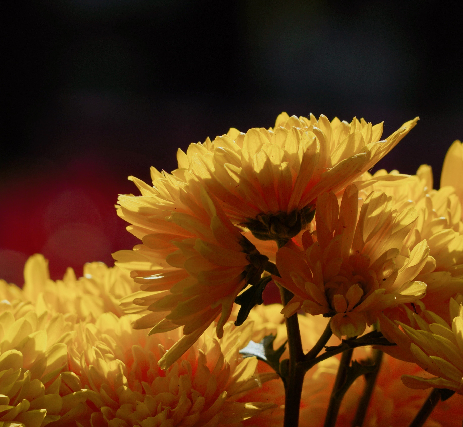 【原创首发】黄菊花