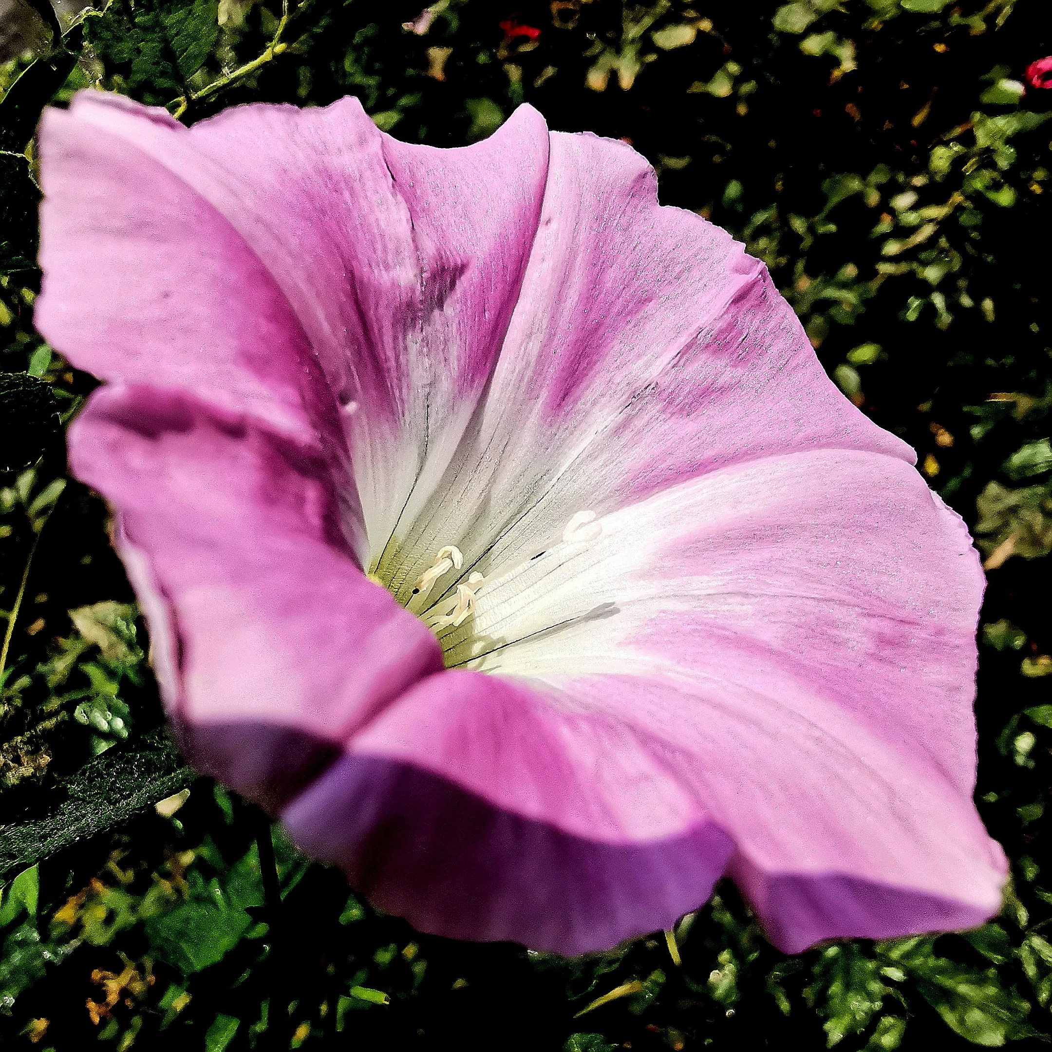 打碗花【原创】