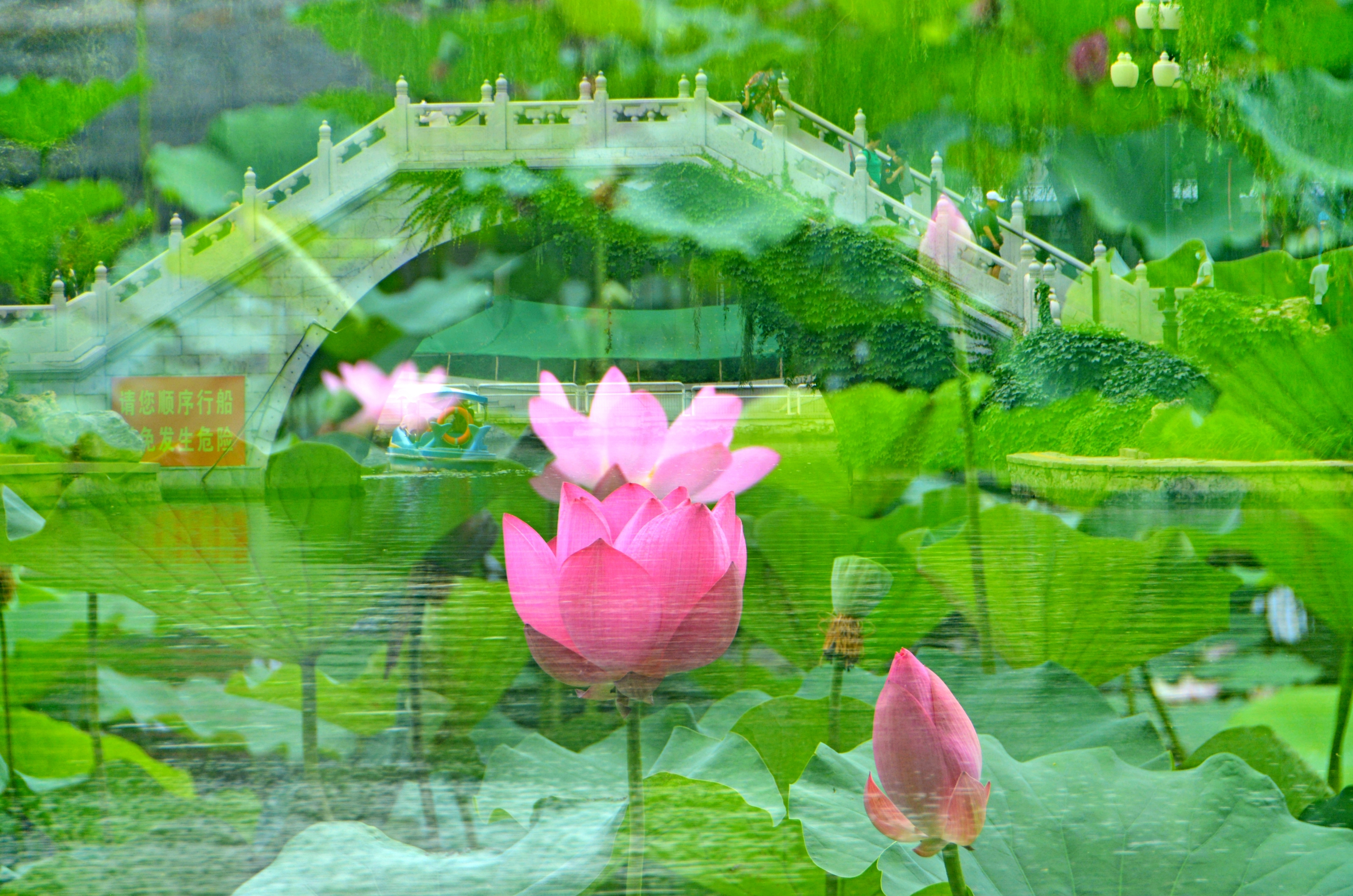 荷花池真实 风景图片图片