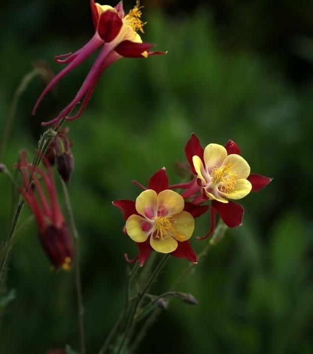 耧斗菜原产于欧洲,又名为猫爪花.在这种花的花语里还有一个故事.