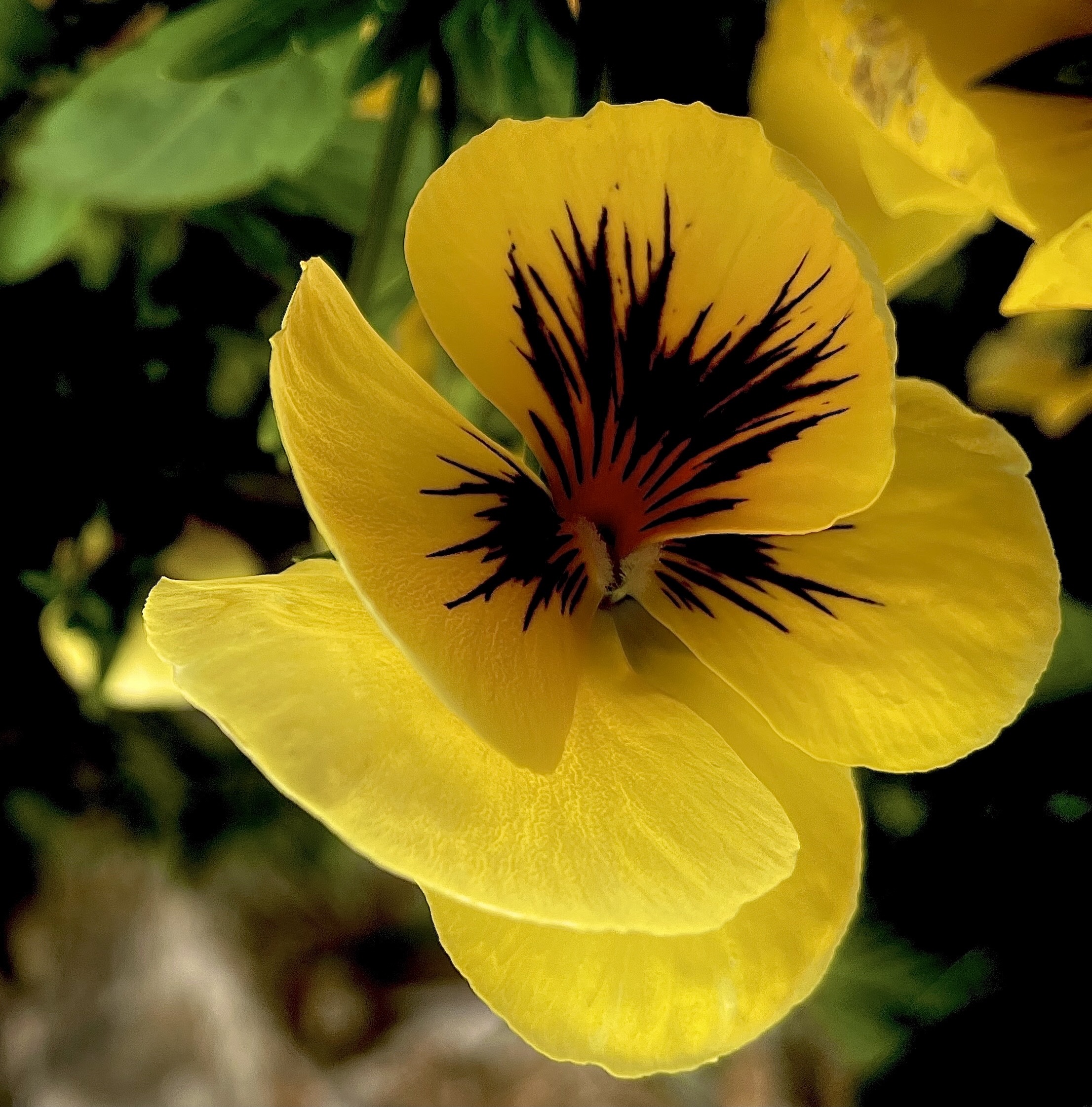 【首发】堇堇菜,猴儿脸