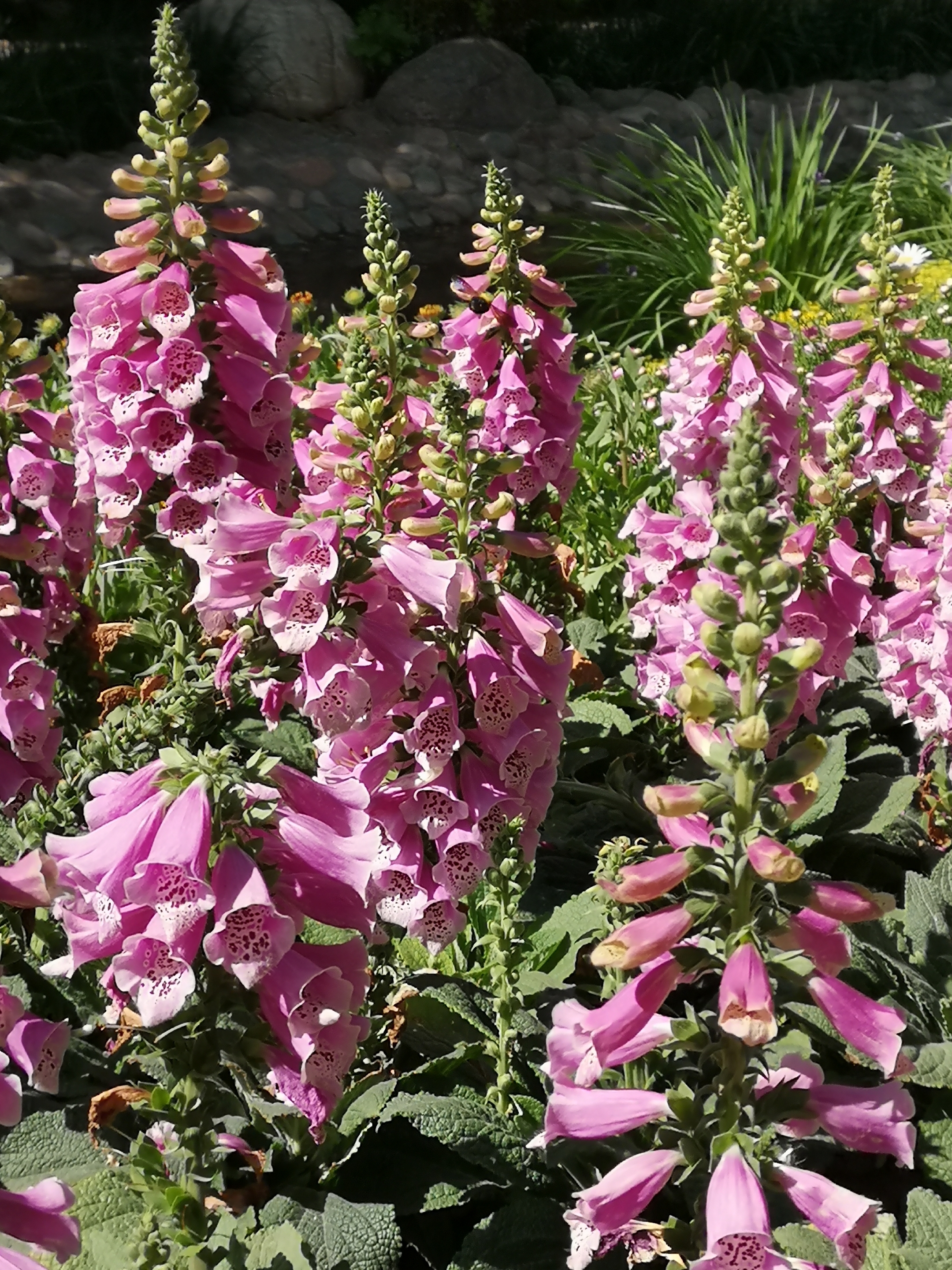 毛地黄花开烂漫《原创首发》