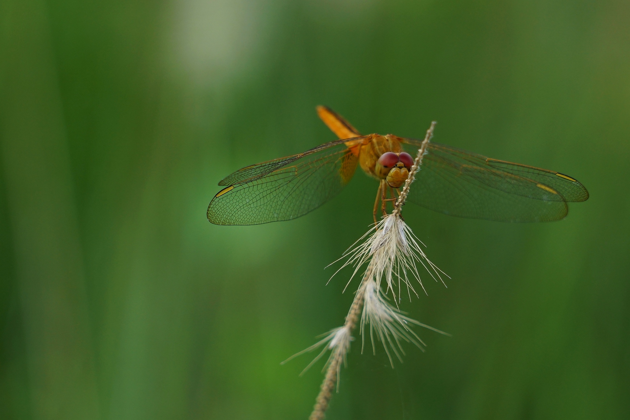 夏日蜻蜓拍不够