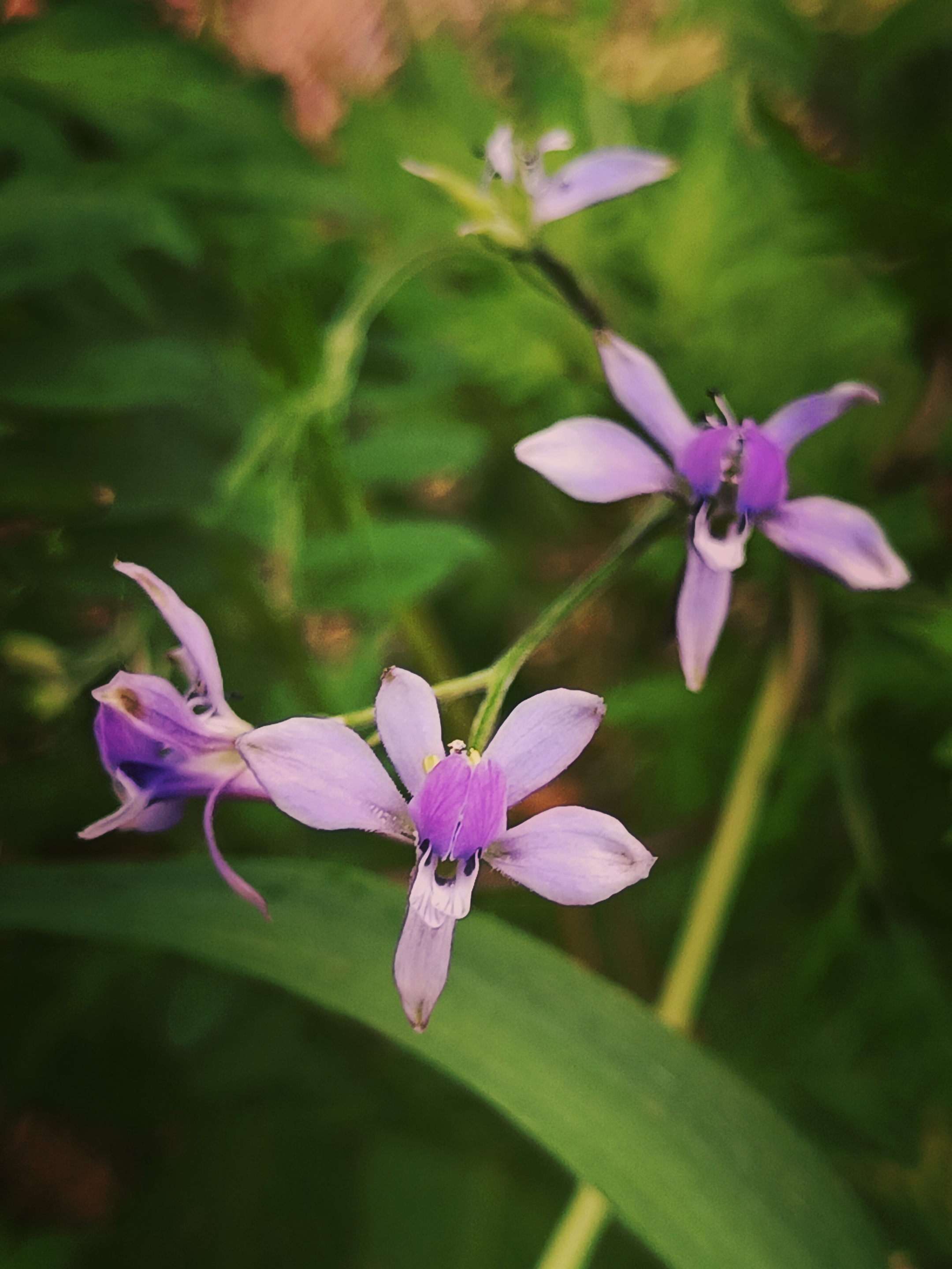 【摄影首发】还亮草