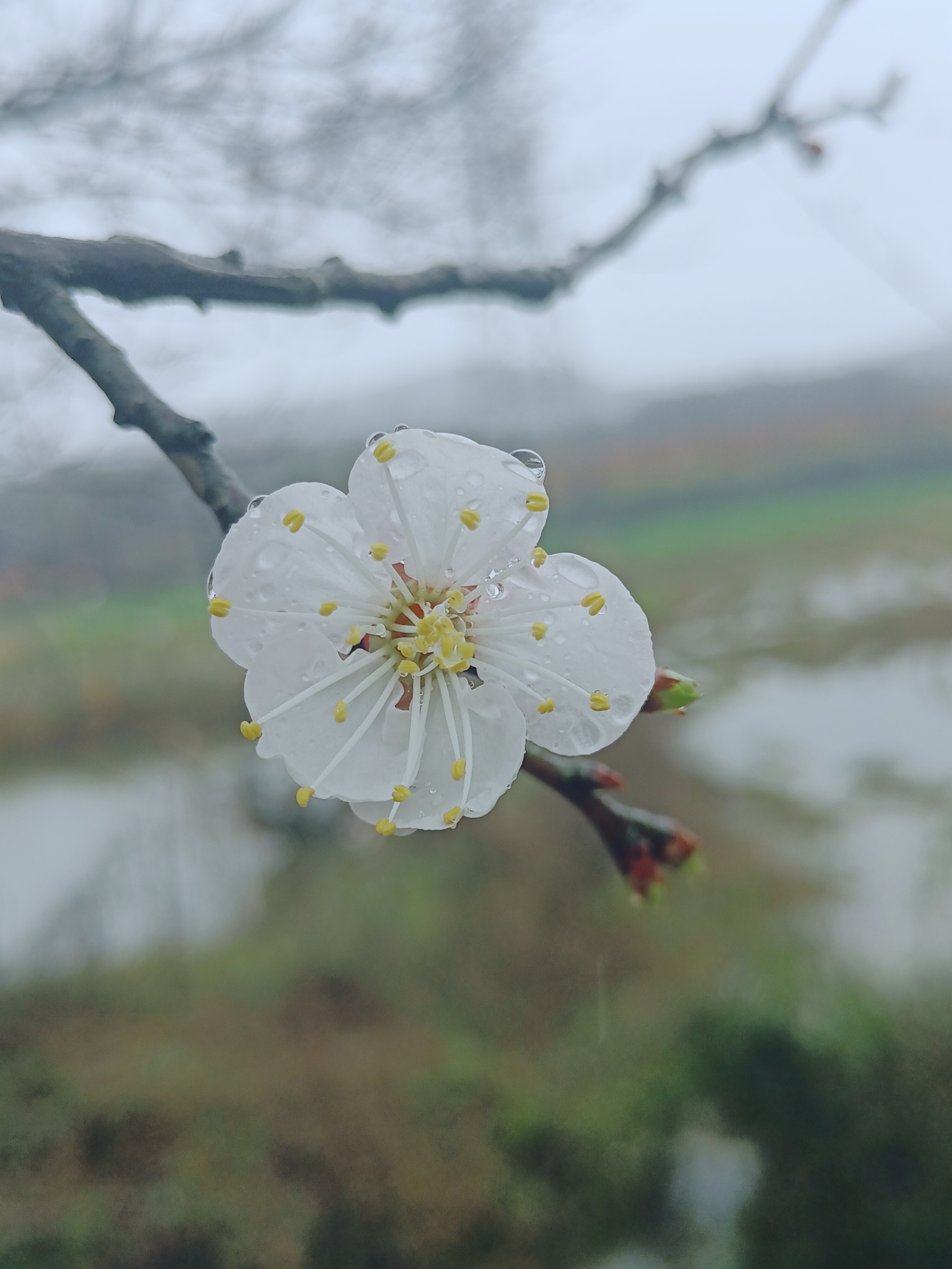 【摄影首发】雨中杏花