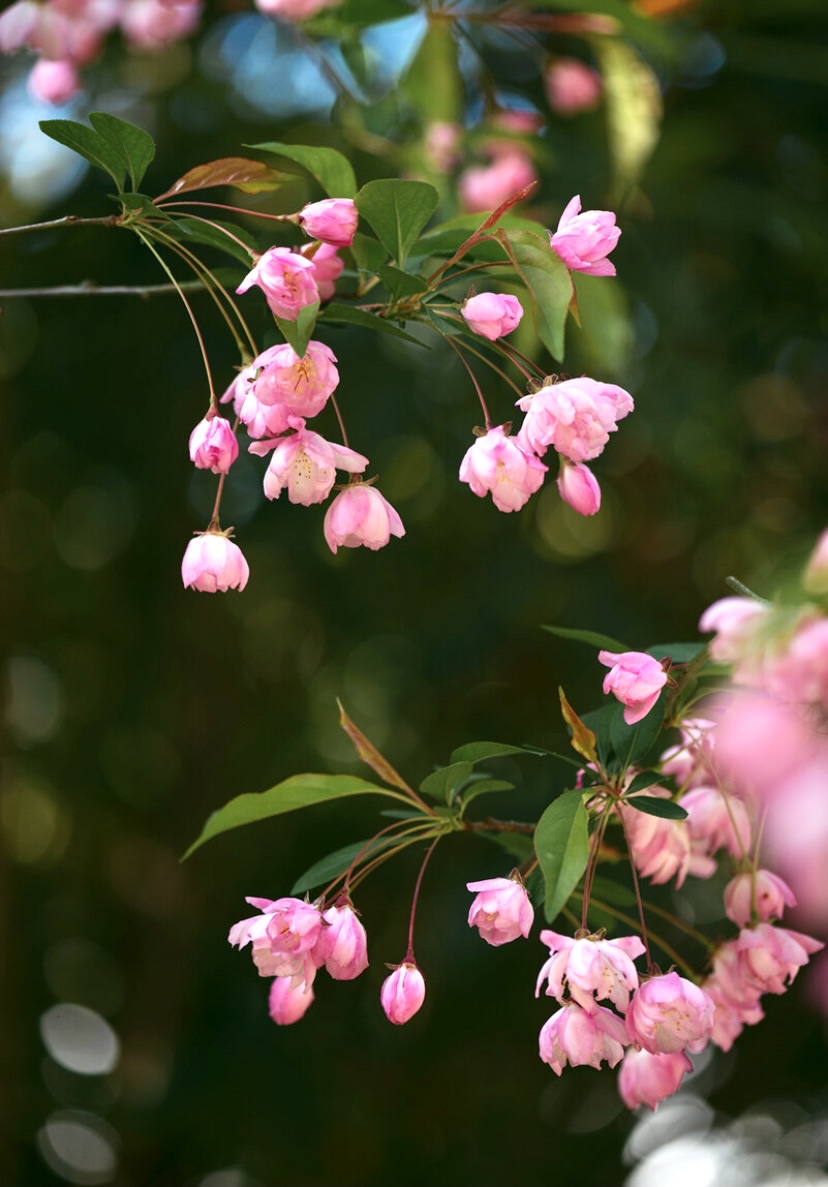 【首发】垂丝海棠花