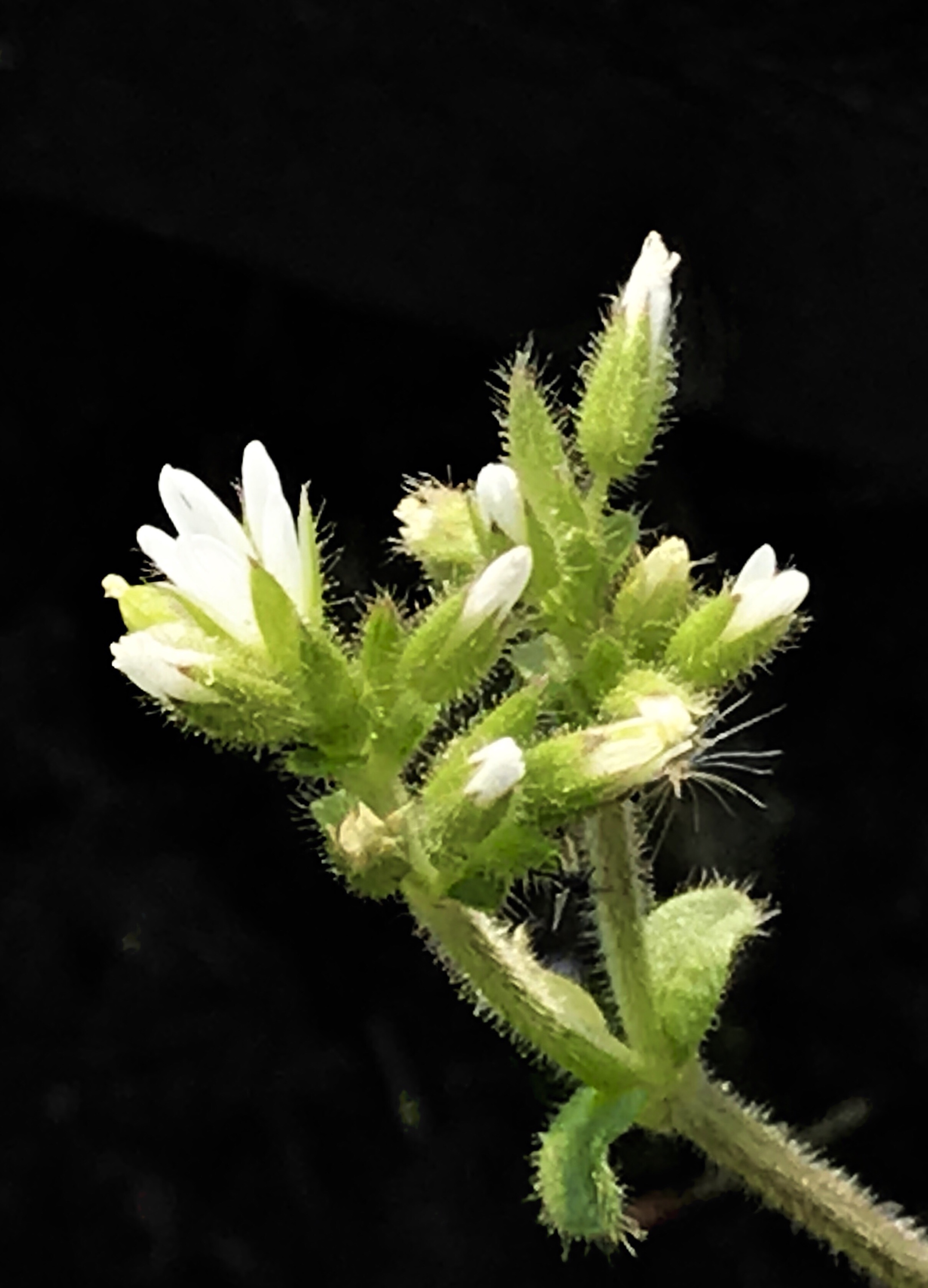 卷耳花开伴春来首发