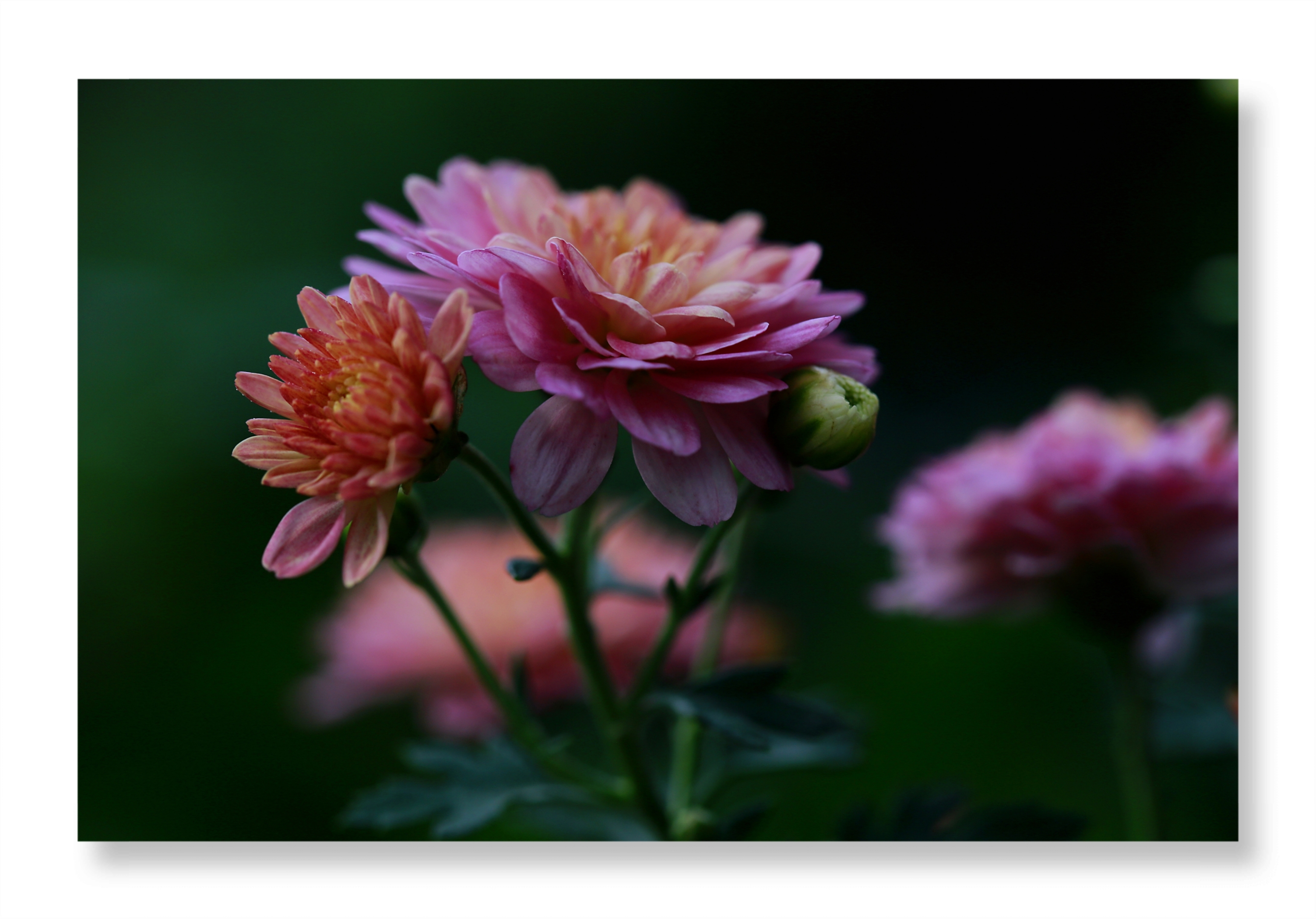 【首发】我镜头下的千头菊