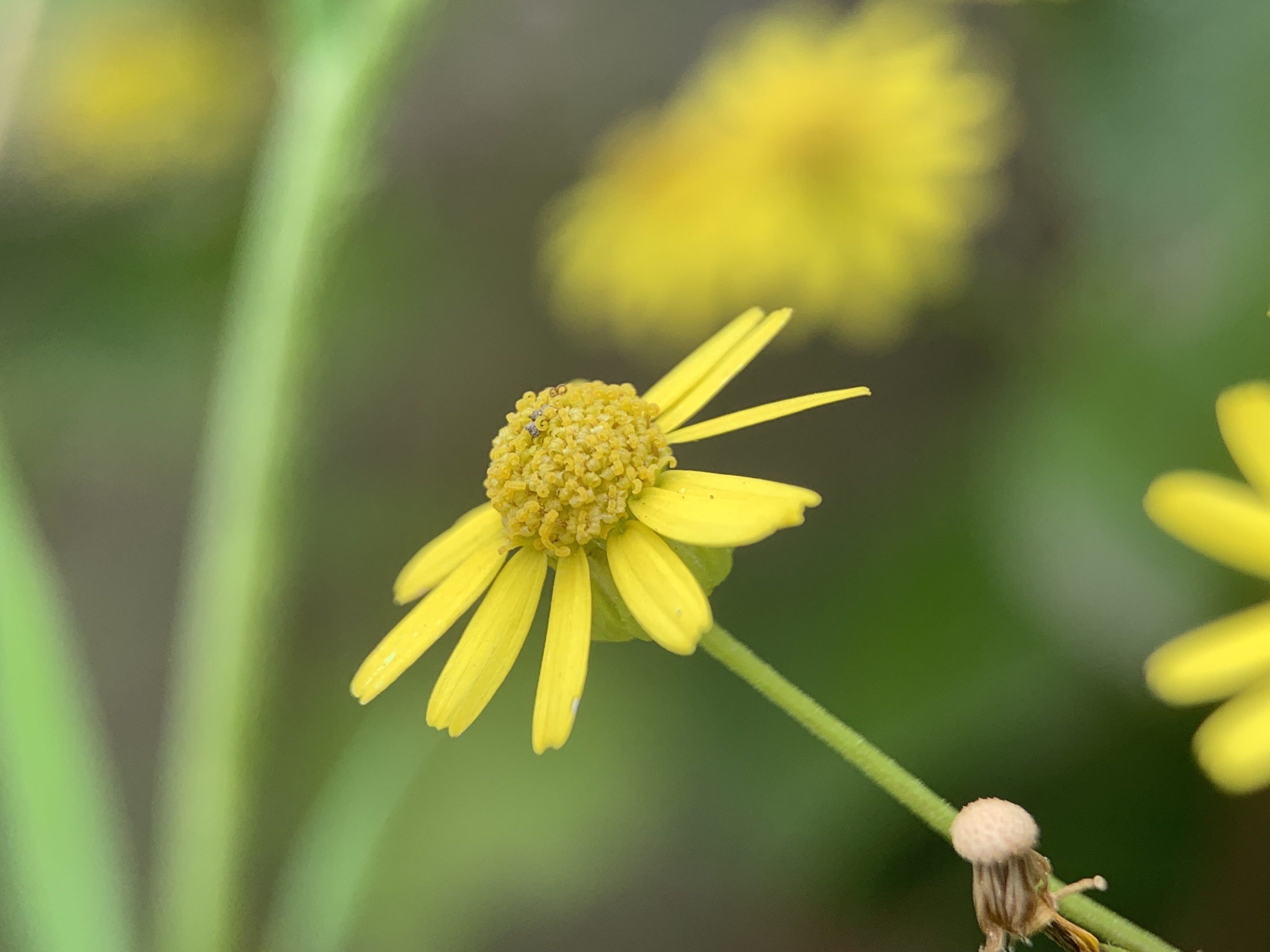 【首发】小野菊(二)