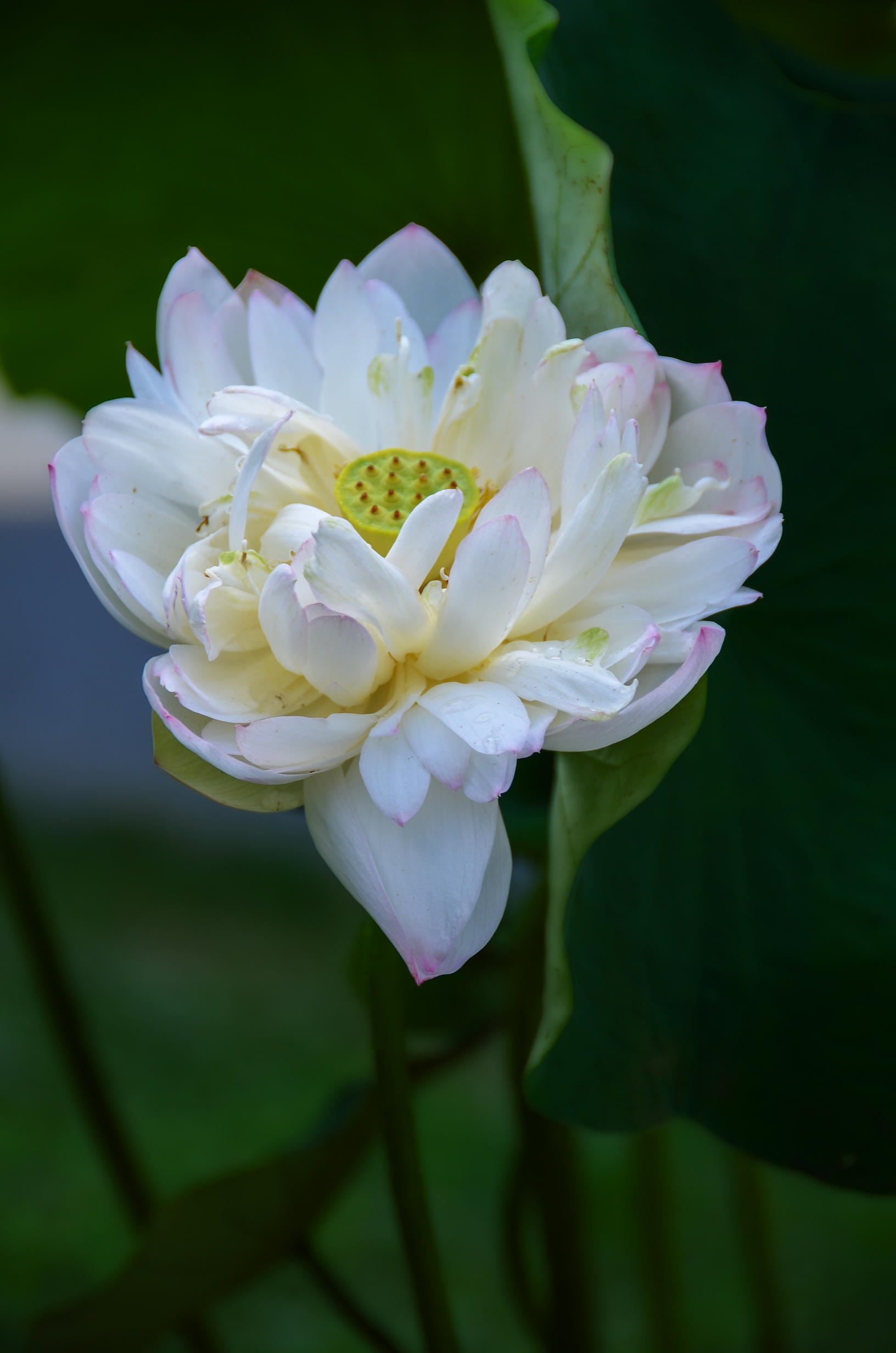 心中的莲花【首发】