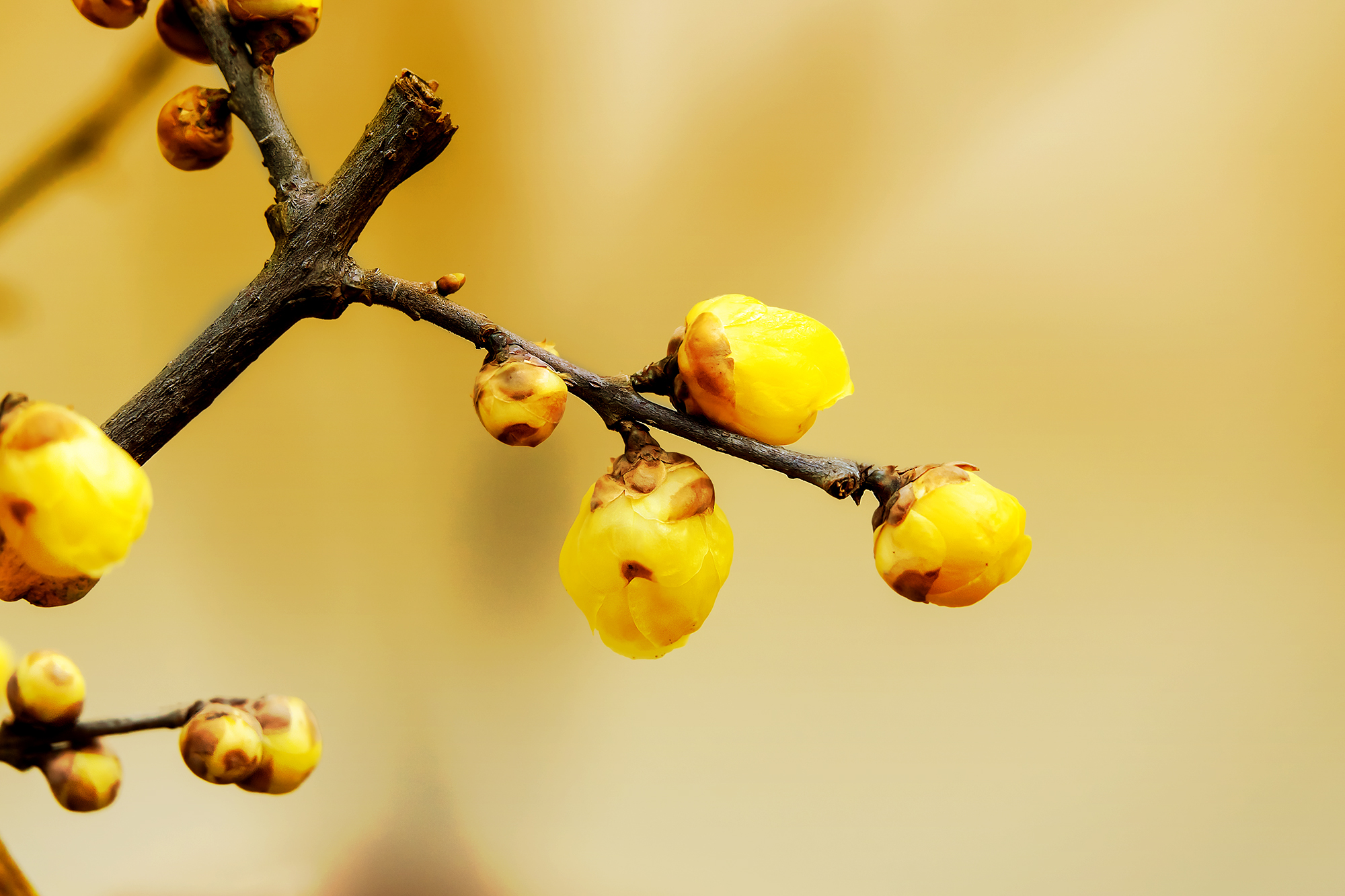 腊梅花开芬芳来