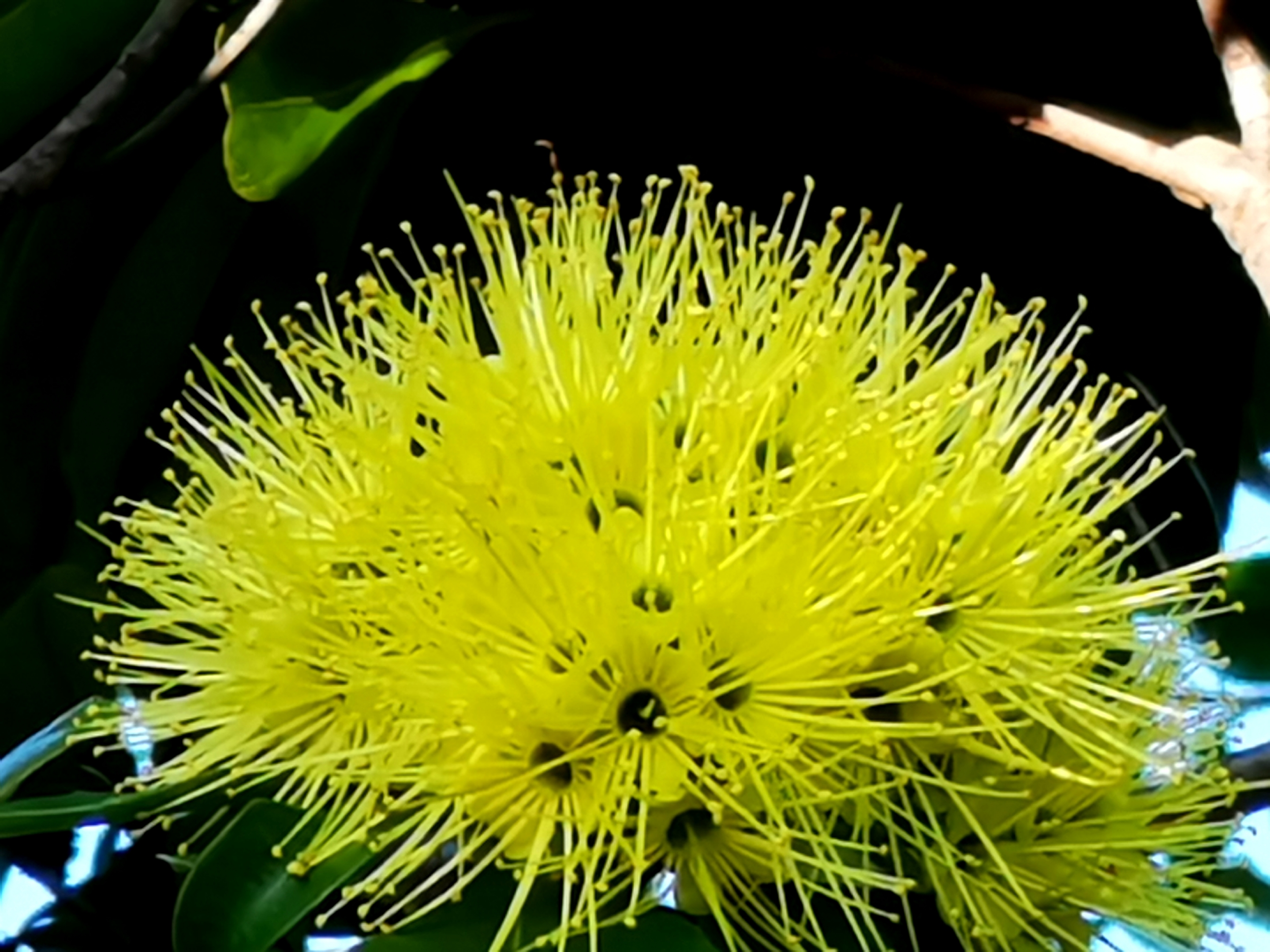 us       桃金娘科 myrtace       别 称:黄金熊猫,金猫熊,黄金蒲桃