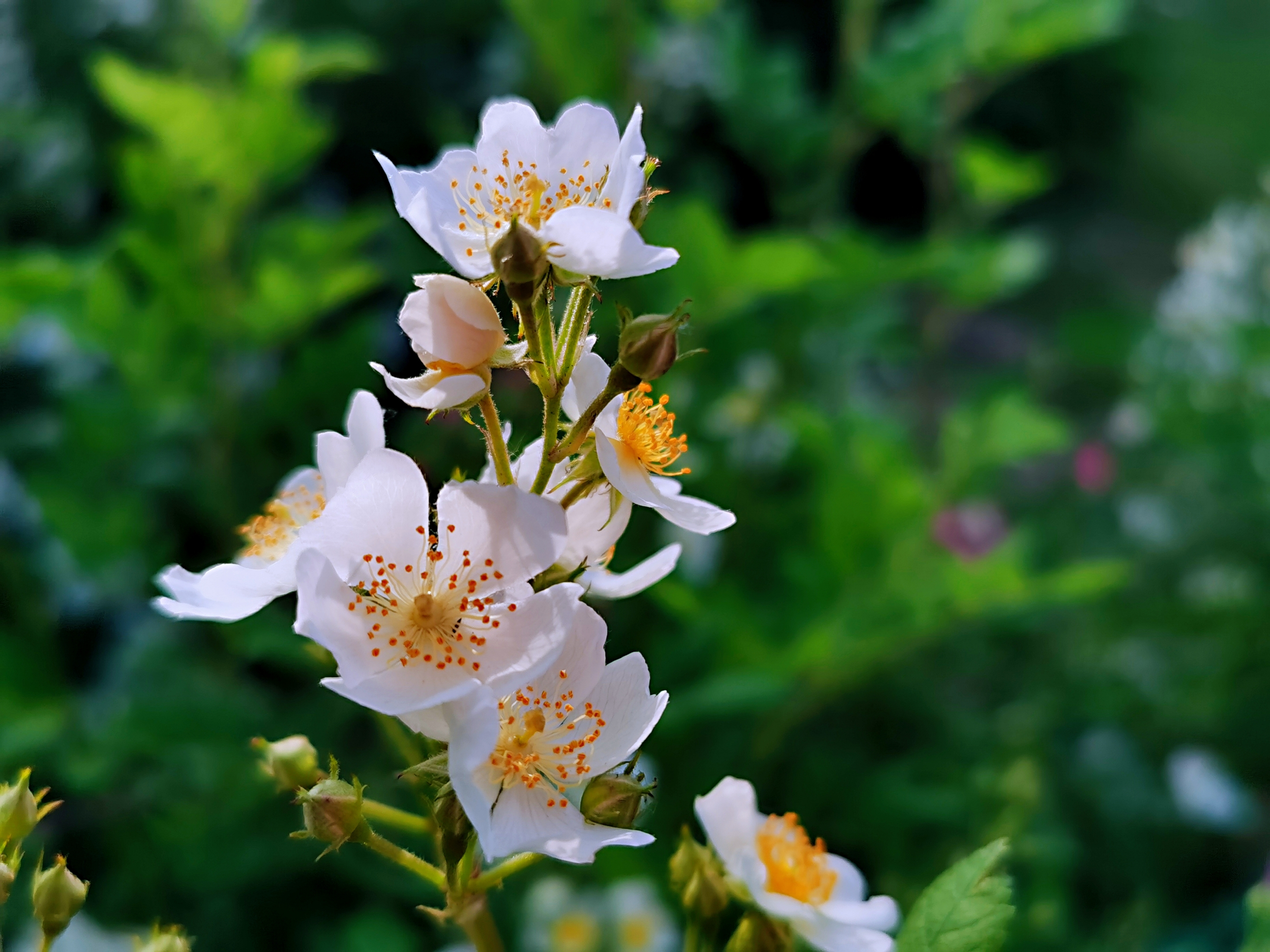 野蔷薇花【首发】