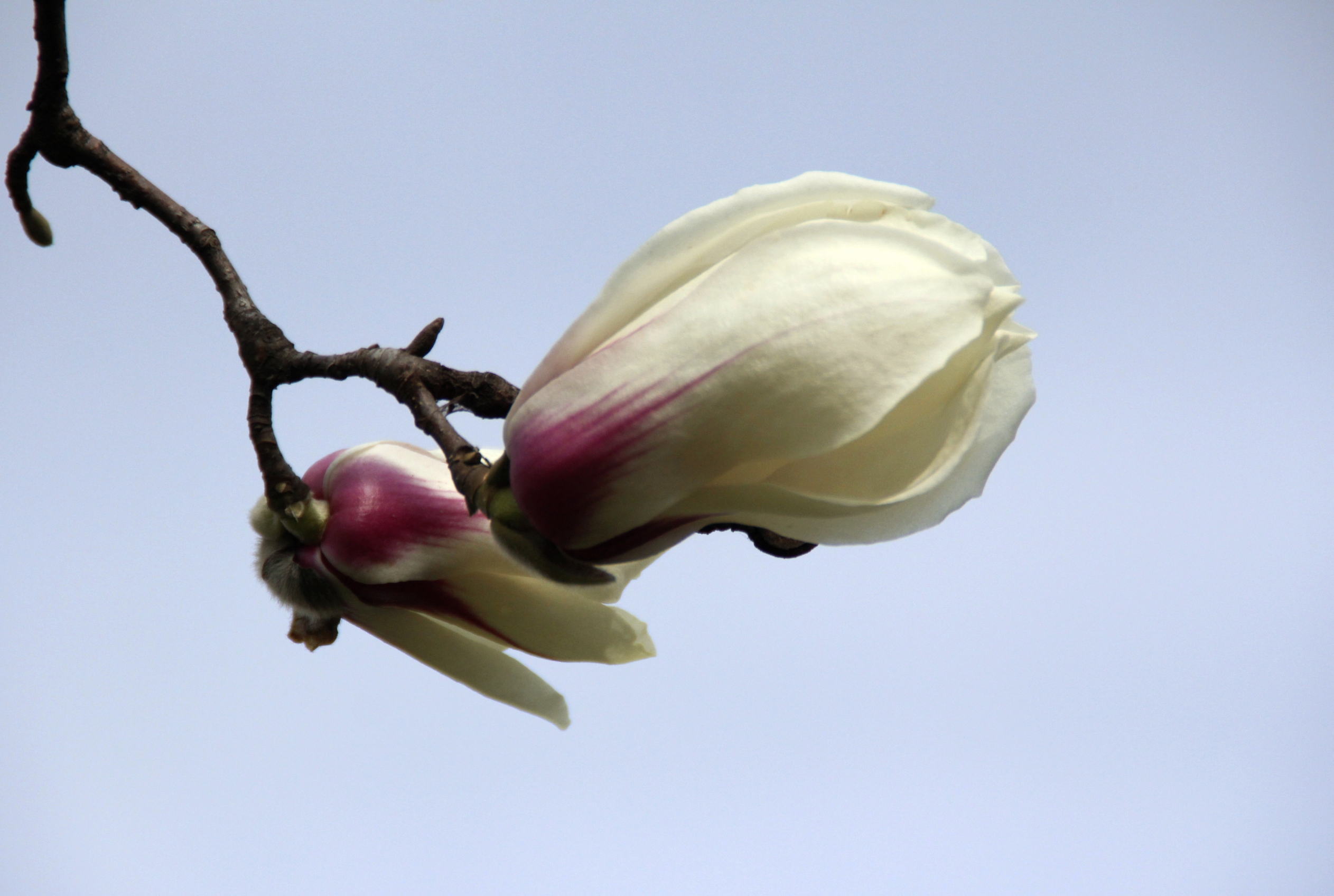 【首发】玉兰花开时节